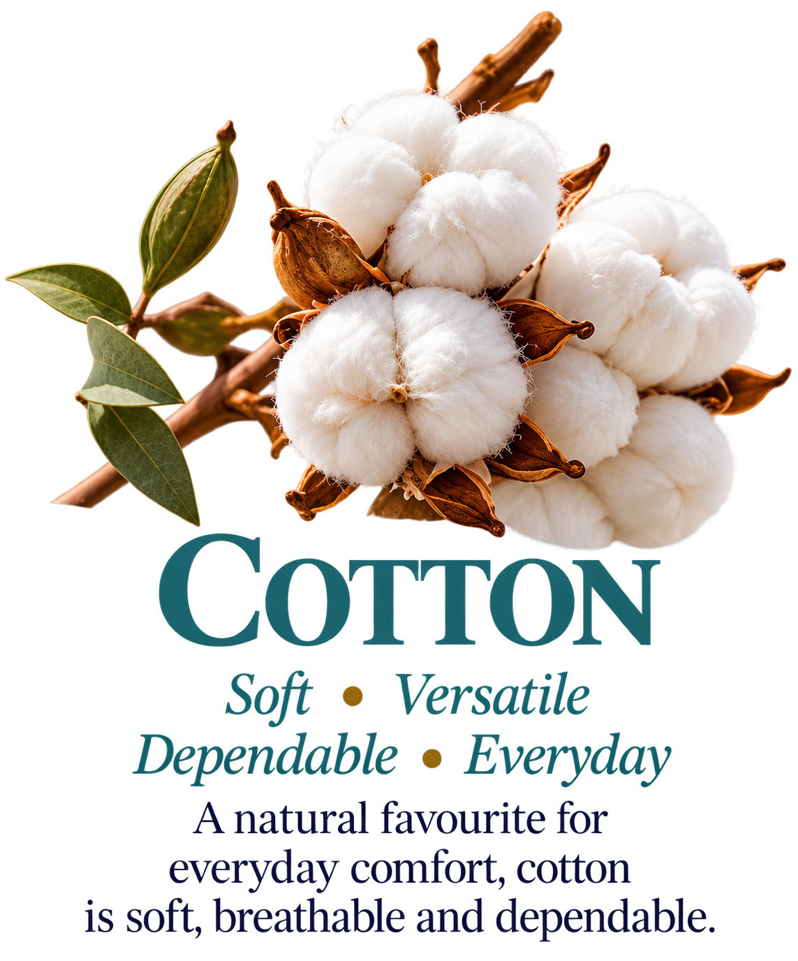 Close-up of soft white cotton bolls growing on the cotton plant.