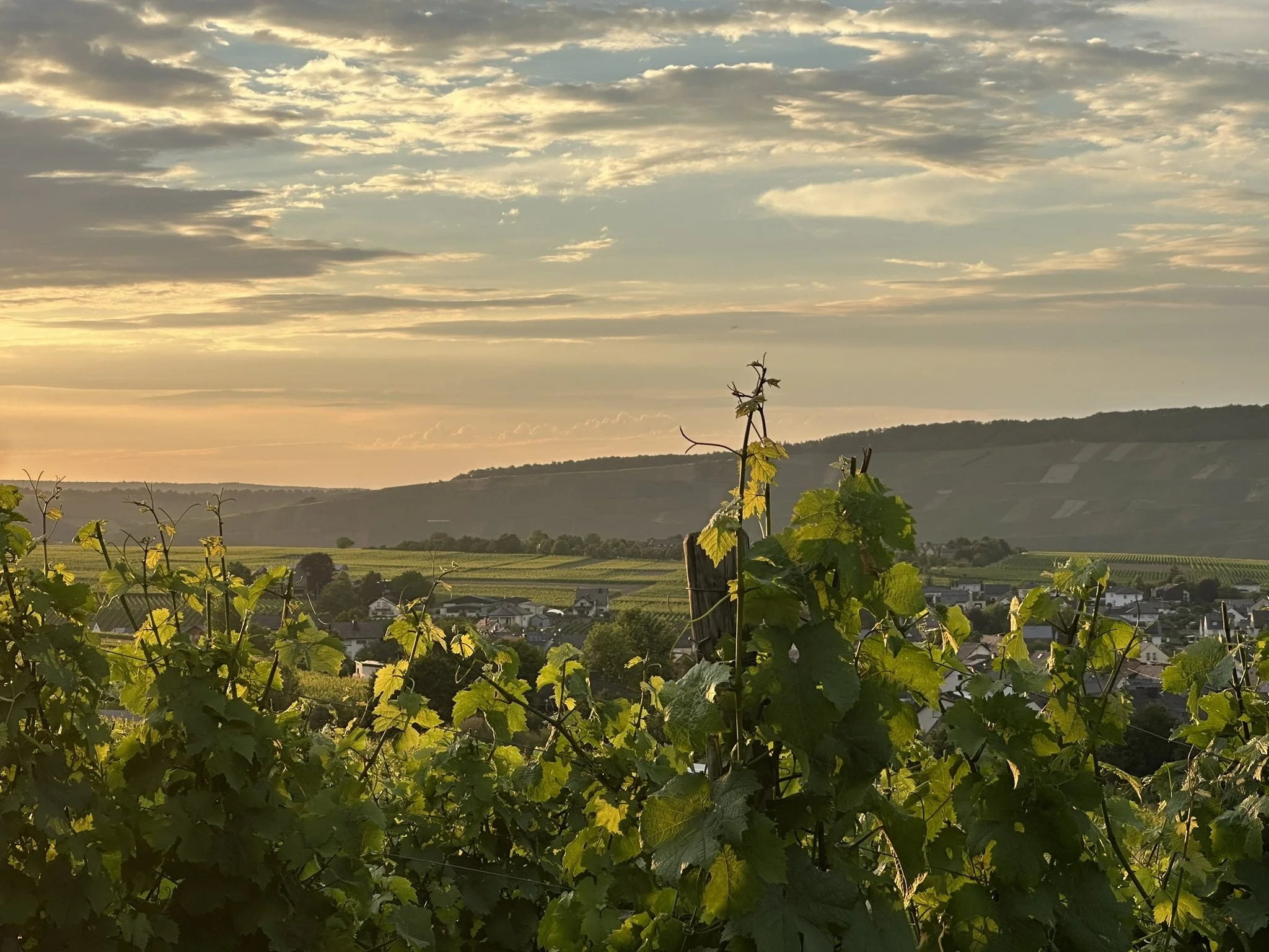 Grapevines catching golden evening light above a village