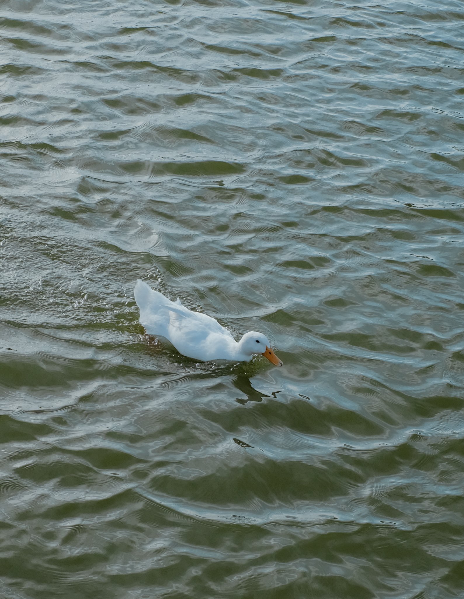 LifestyleEJO-2.jpg