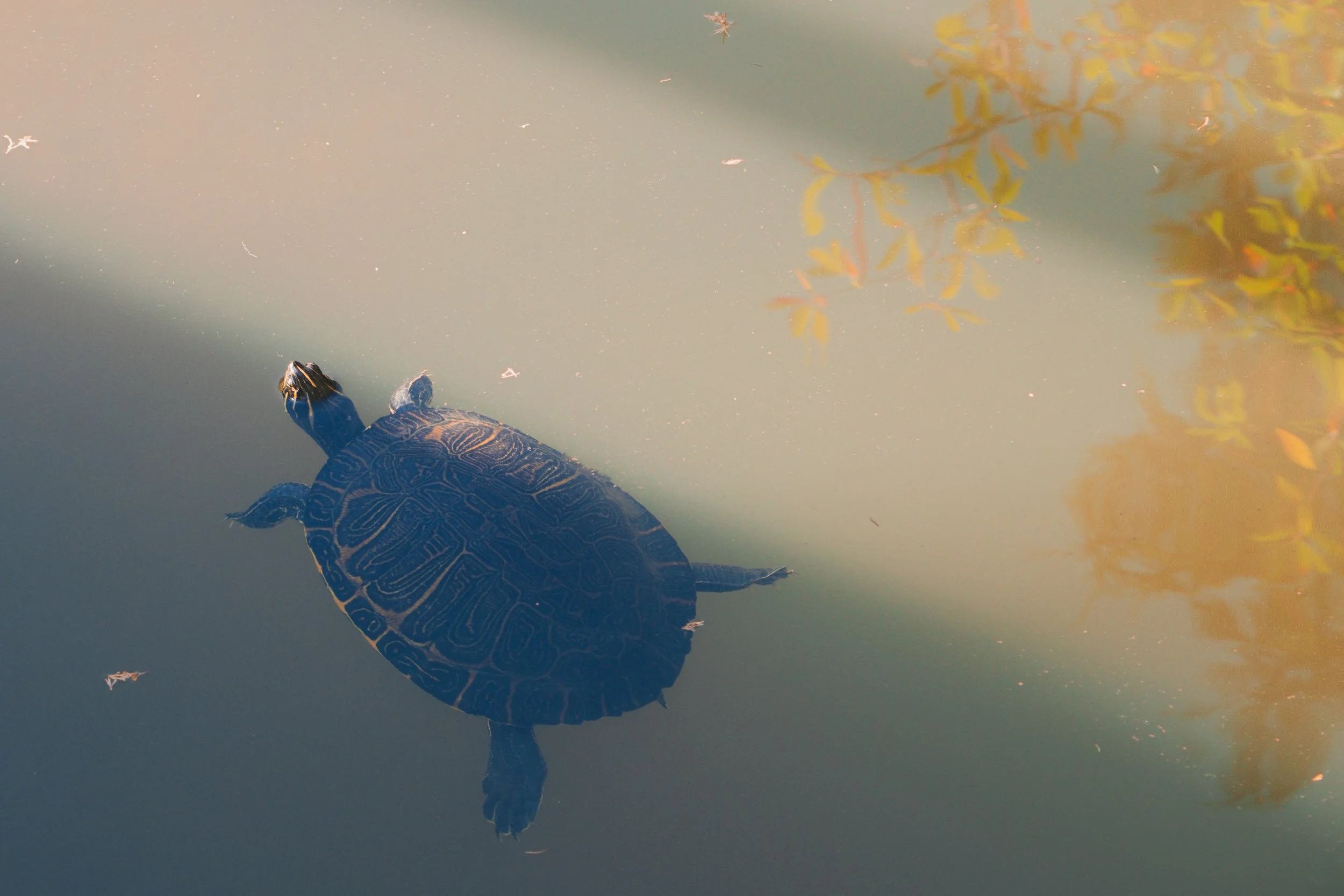 A turtle swimming in a pond with a reflection of trees and leaves on the water surface.