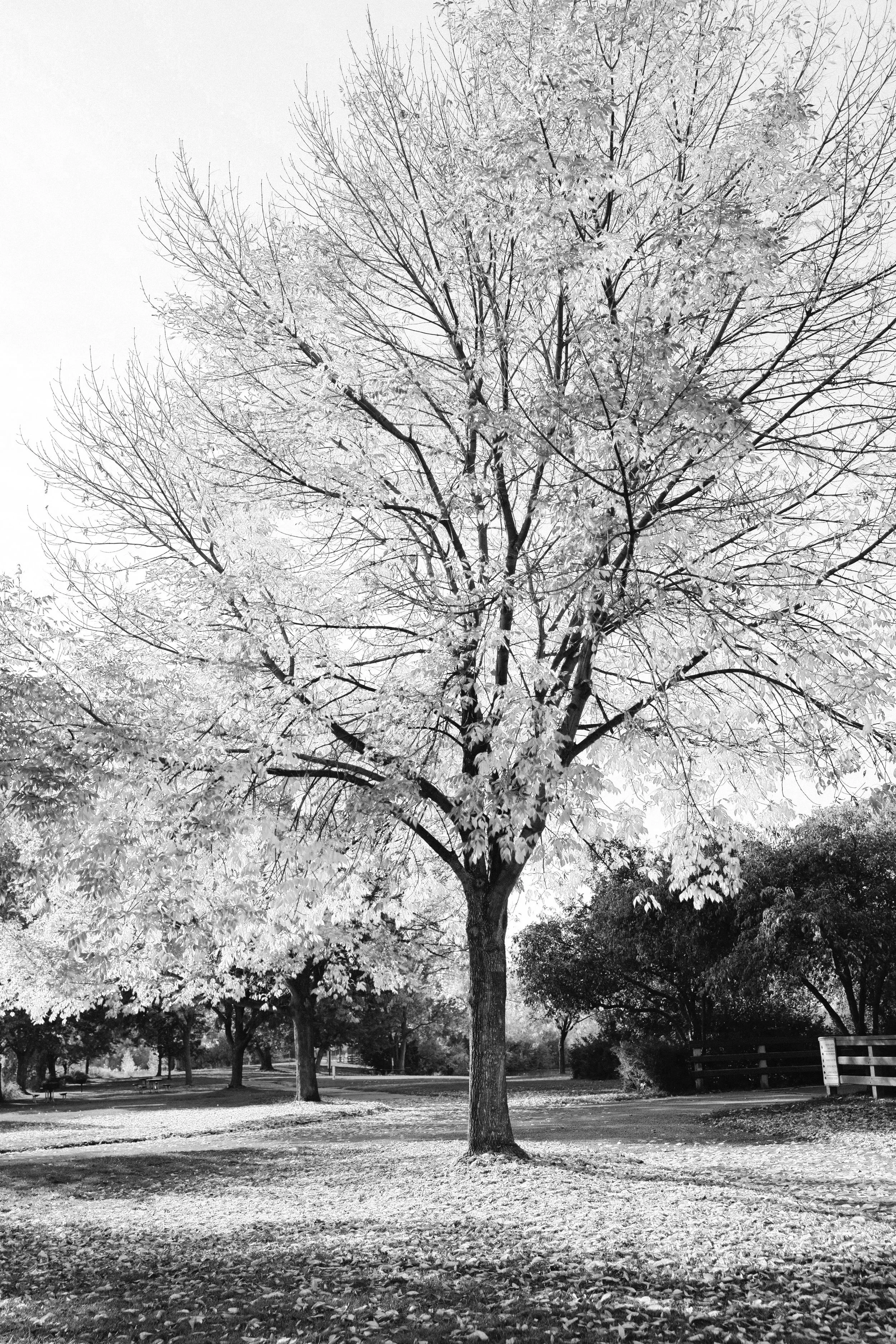 A black and white photo of a park scene with a large tree in the foreground, surrounded by other trees, a bench, and a sign in the background.