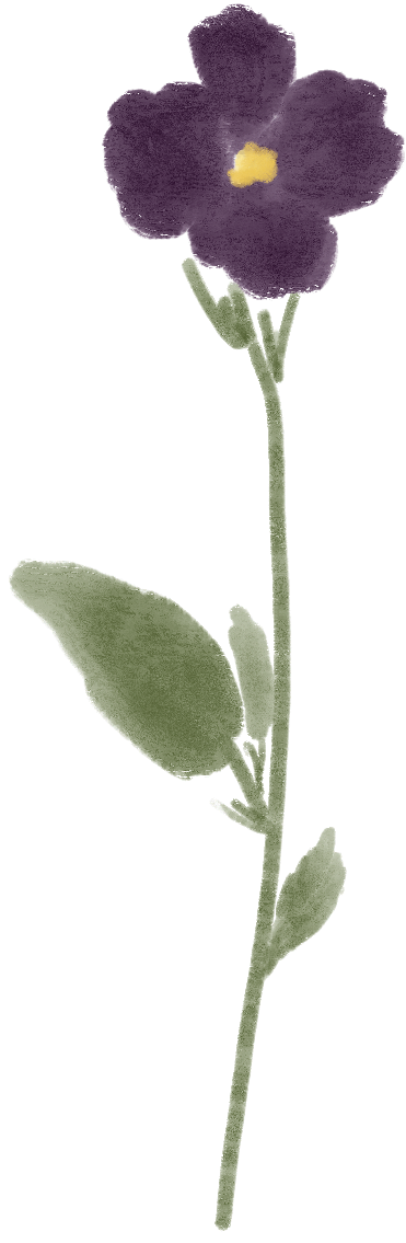 Watercolor illustration of a purple flower with a yellow center, green stem, and leaves.