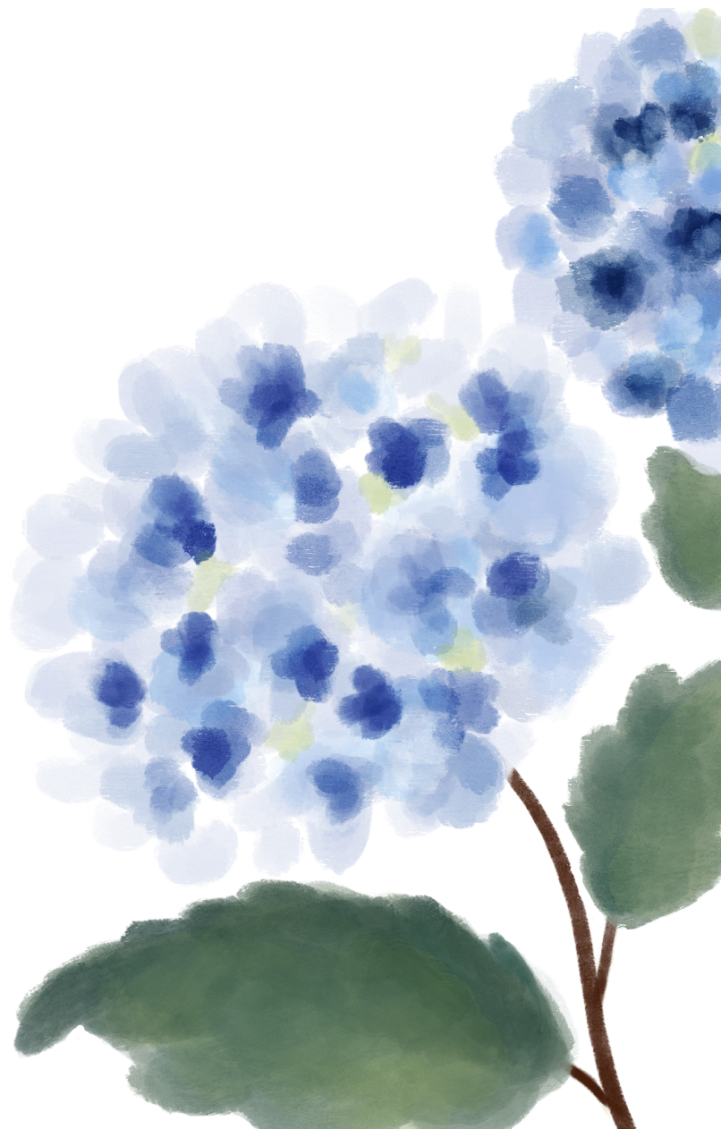 Watercolor illustration of a blue hydrangea flower with green leaves.