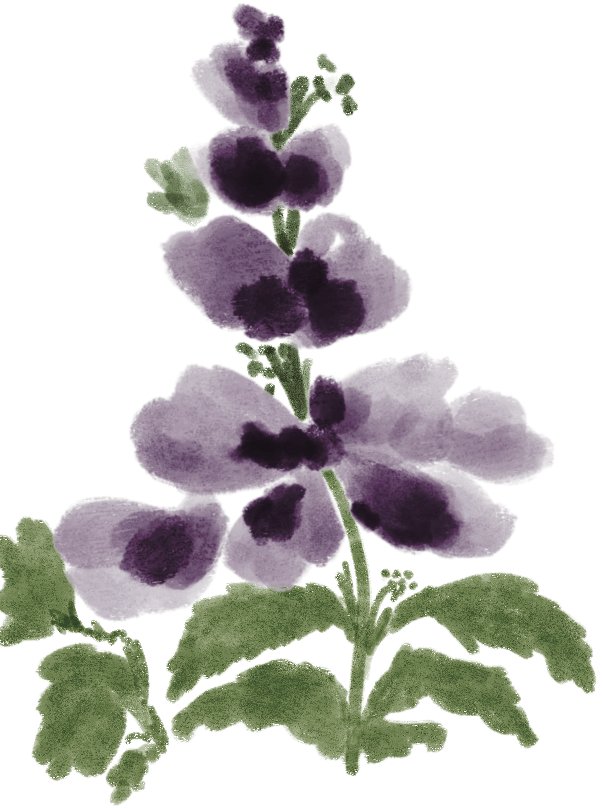 Watercolor illustration of a purple and white flower with green leaves.