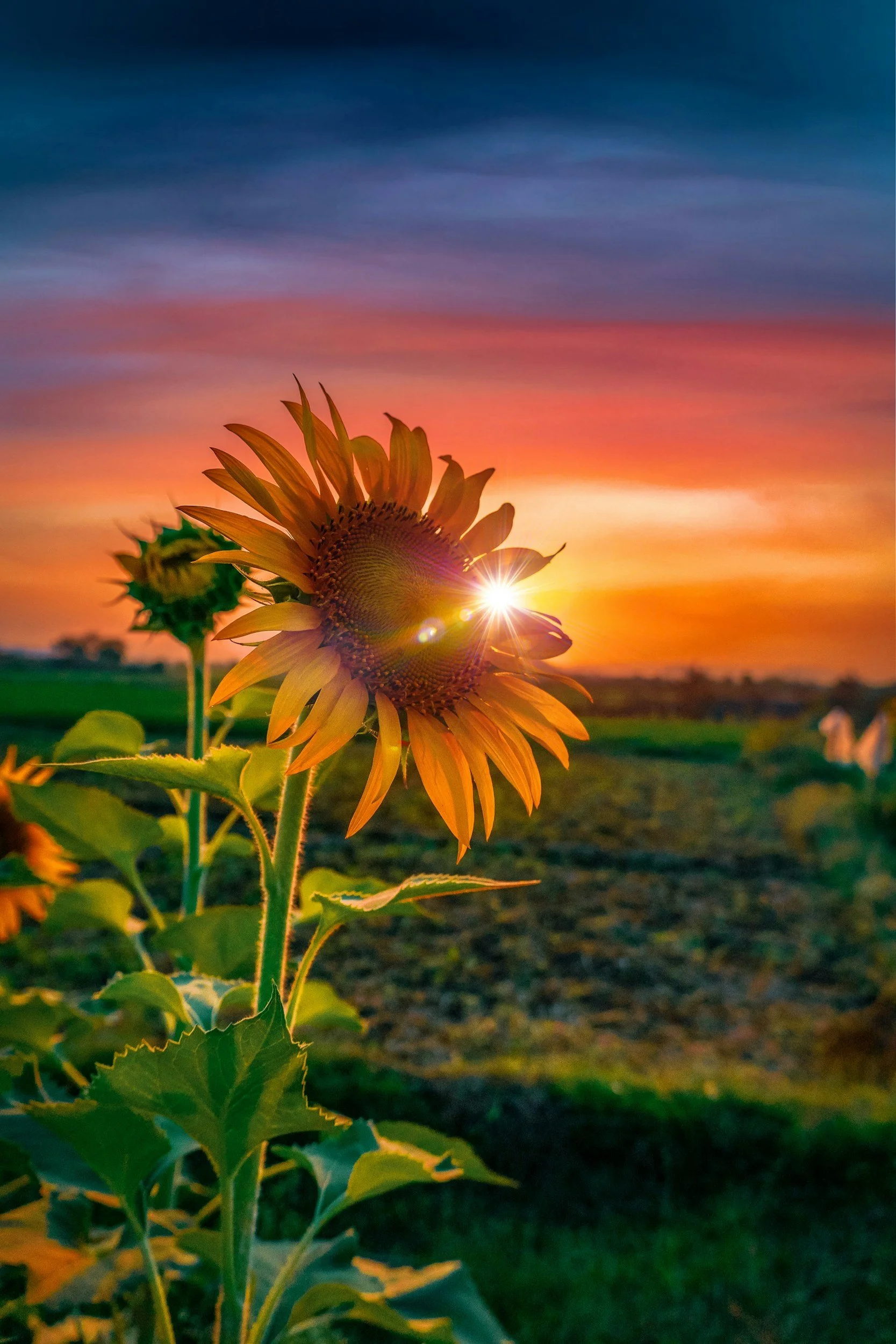Sunflower plant with yellow petals and green leaves against a colorful sunset sky with shades of purple, pink, orange, and blue.