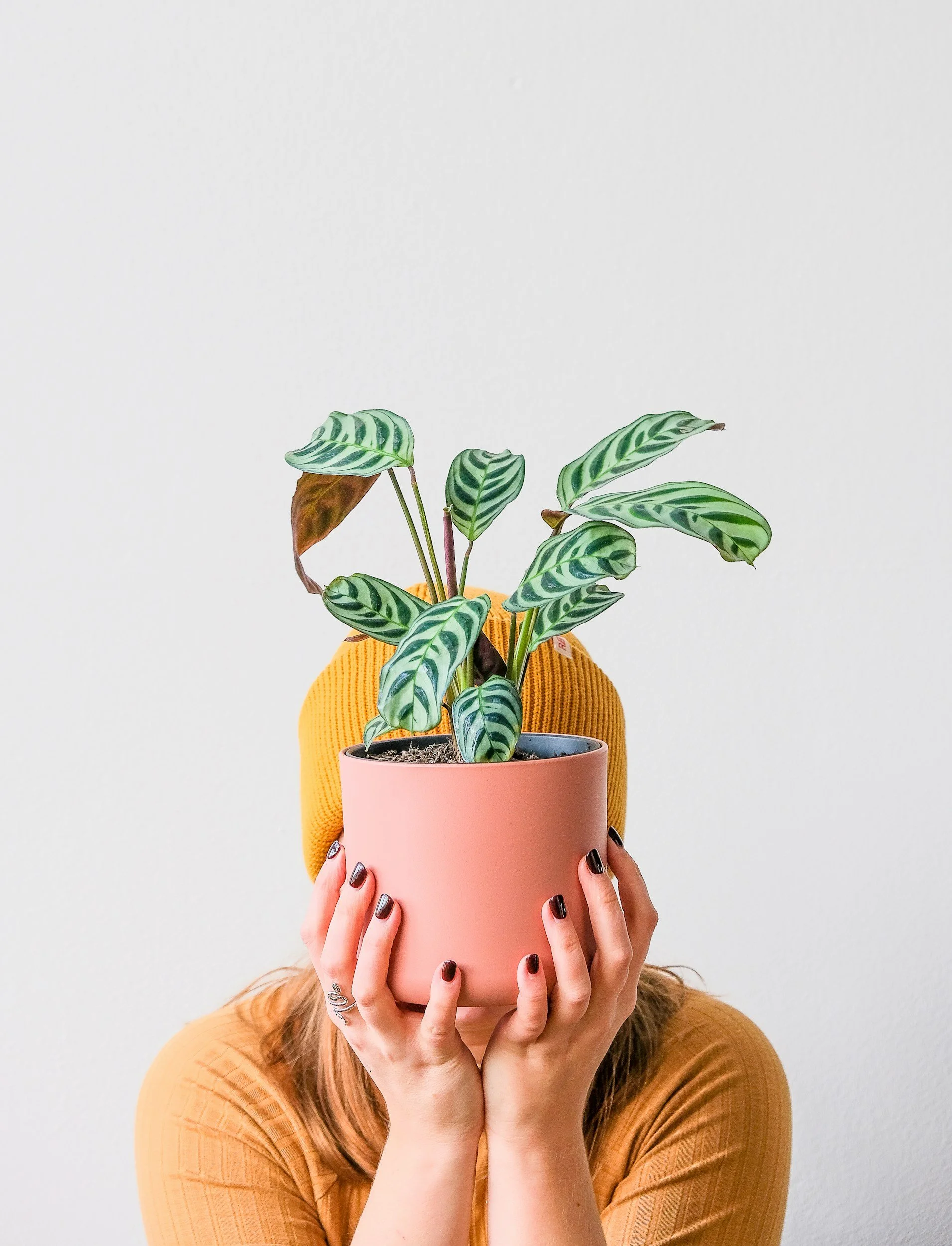 Person with reddish hair holding a pink pot with green or dark green striped houseplant in front of their face, wearing a mustard-colored sweater, against a plain white wall.