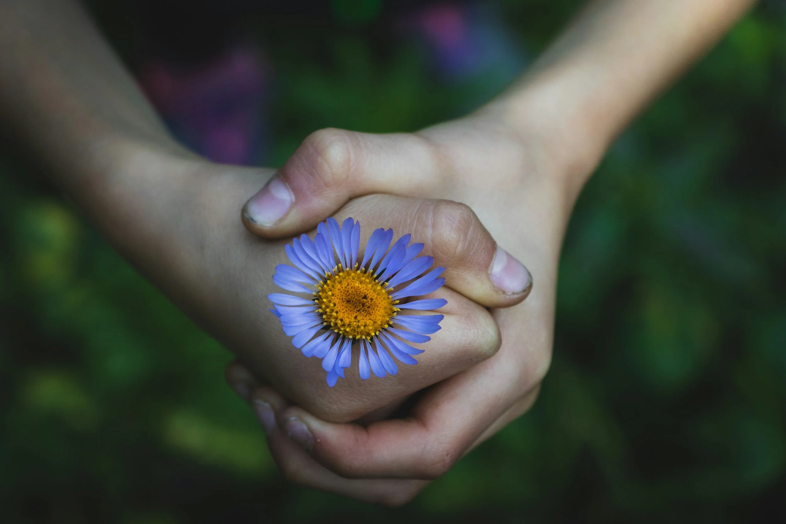 Close-up of two hands gently clasped together, one hand holding a small blue and yellow daisy flower. The background is blurred with green foliage.