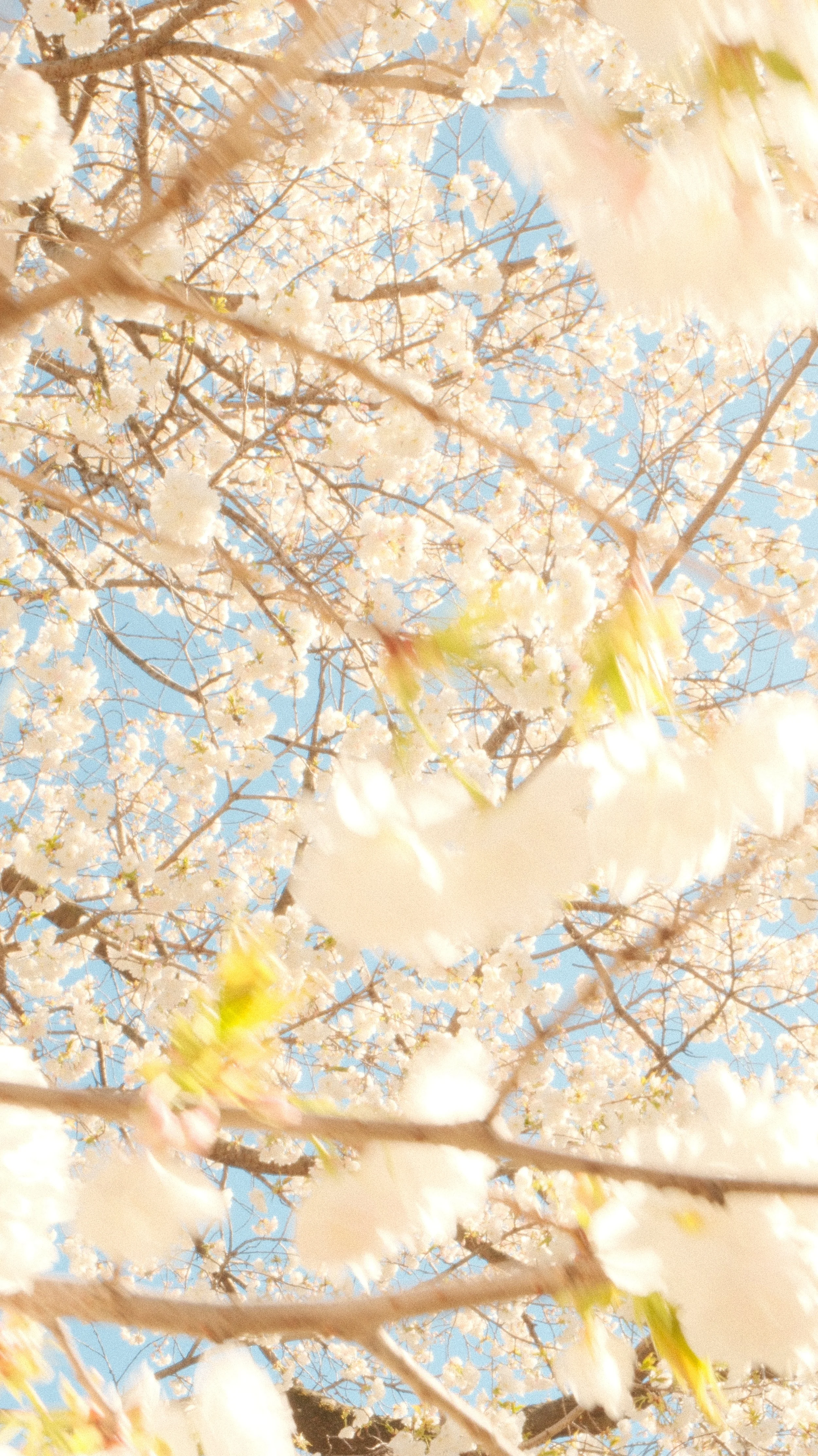 Blossoming tree branches with white flowers and a clear blue sky in the background.