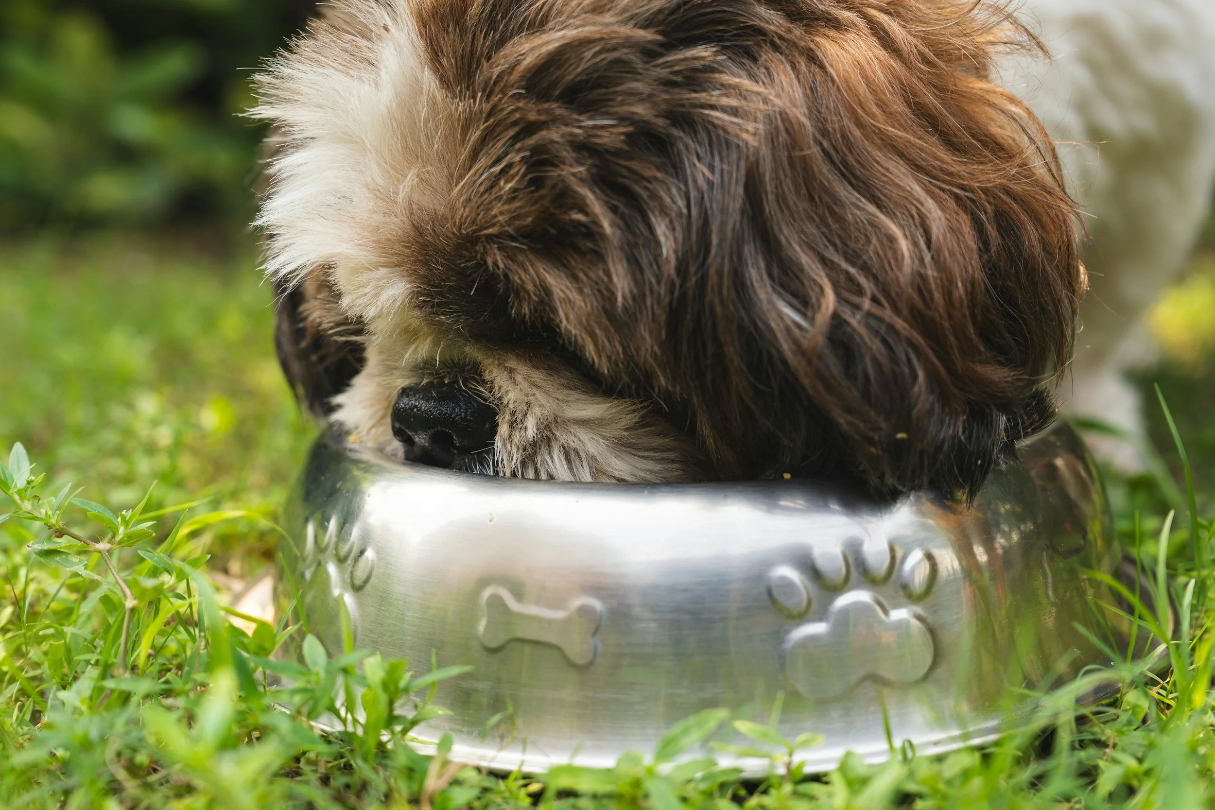 Dog at bowl