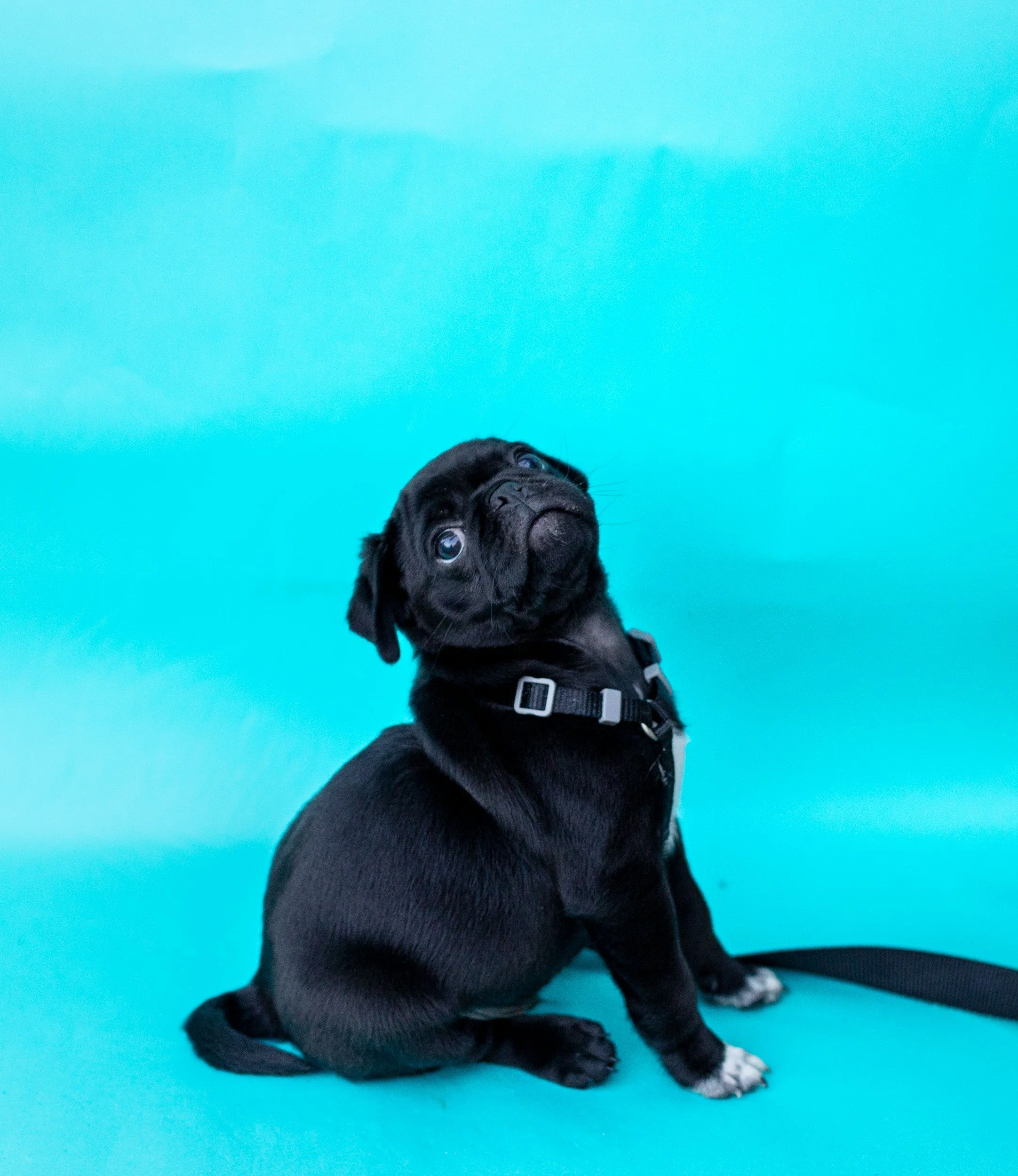 A black puppy with white paws sitting on a bright blue background, looking up with big eyes.