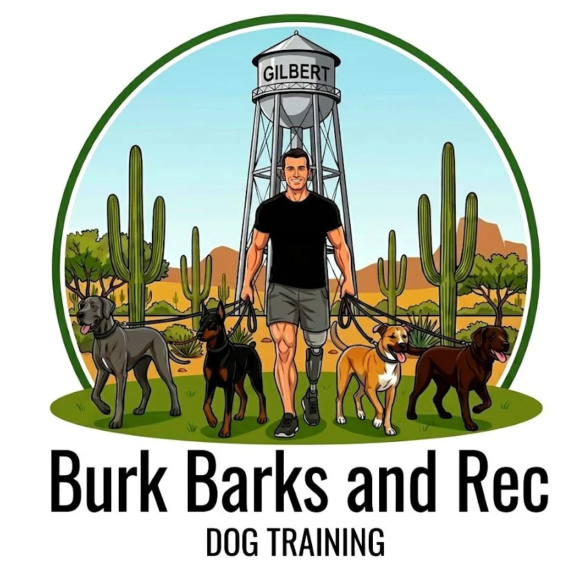 Link to youtube channel of person walking four dogs in the desert