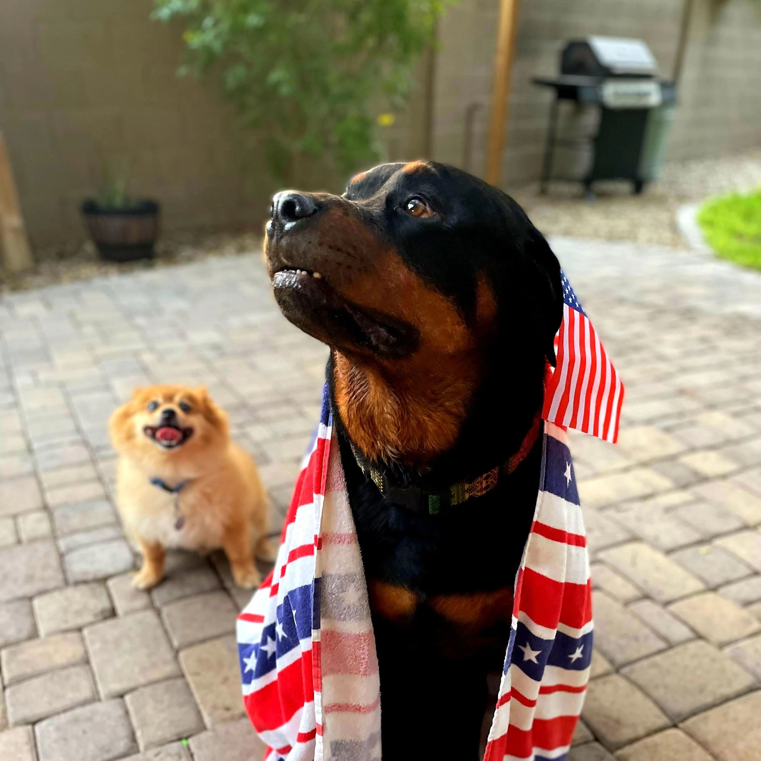 Rottie drapped in an american flag towel
