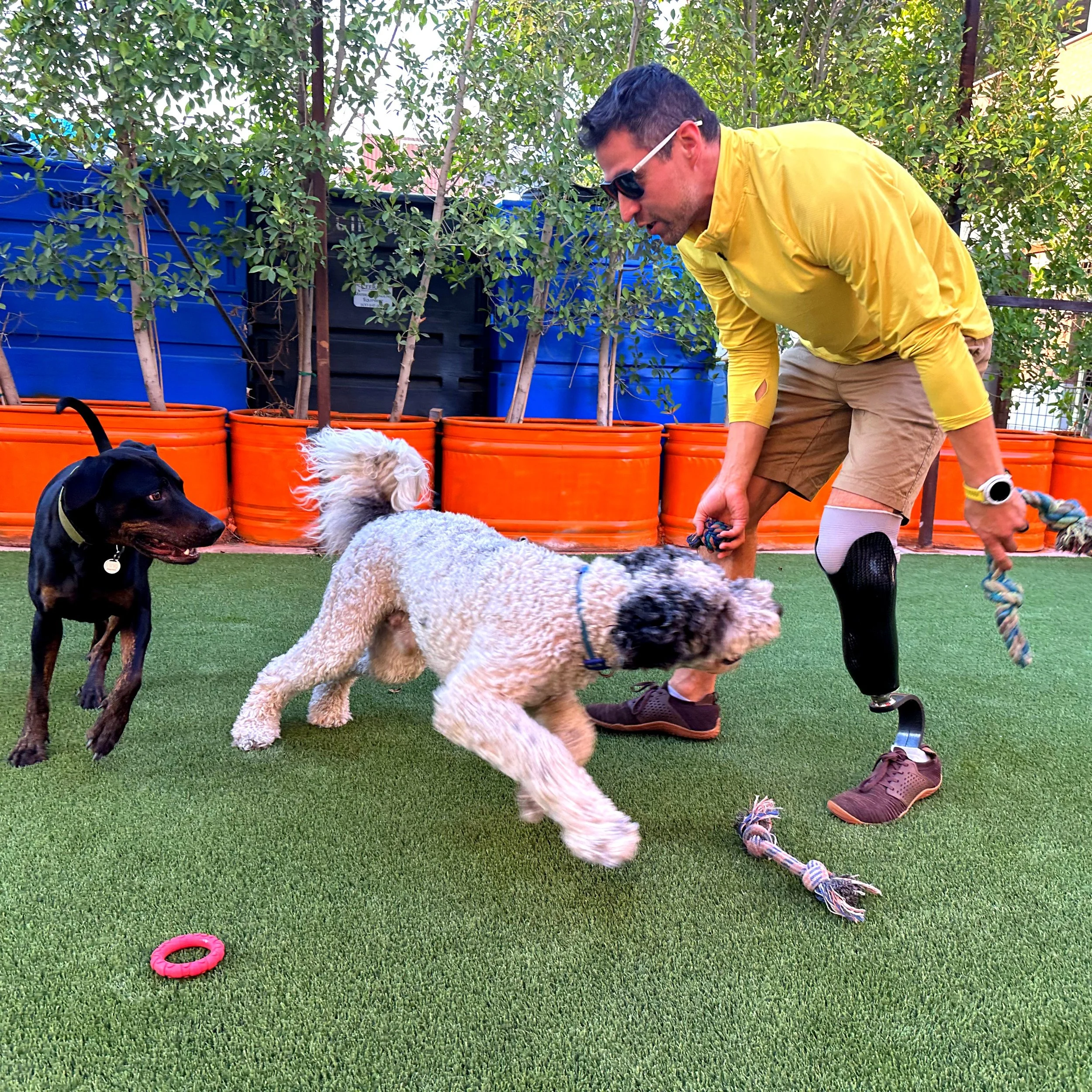 A man wearing sunglasses and a yellow shirt with ripped shorts is playing with dogs in a backyard. There are orange planters with small trees, a pink toy ring on the ground, and a dog tugging on a rope toy.