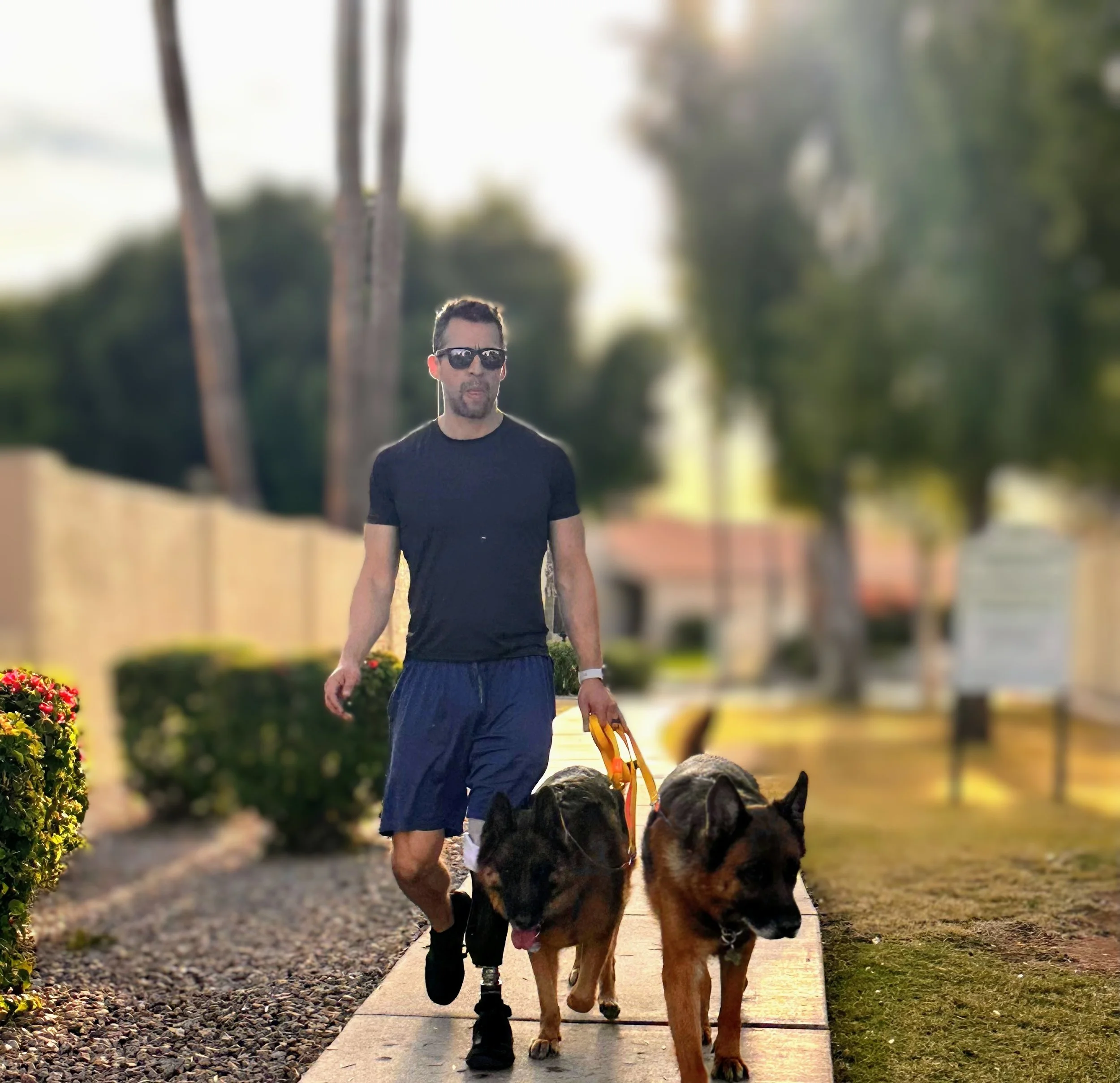 A man walking dogs on a sunny sidewalk in a residential neighborhood.