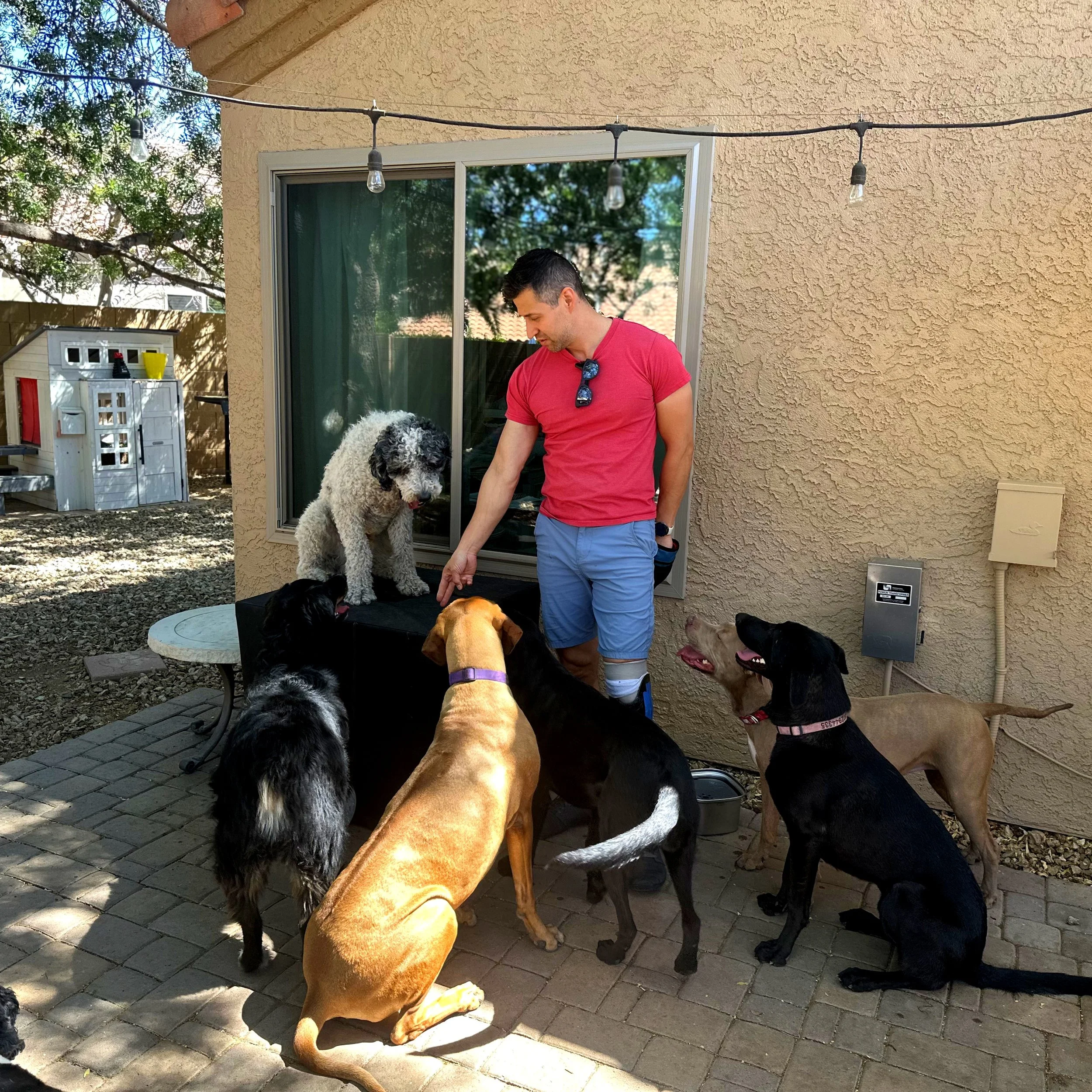 Backyard training 5 dogs