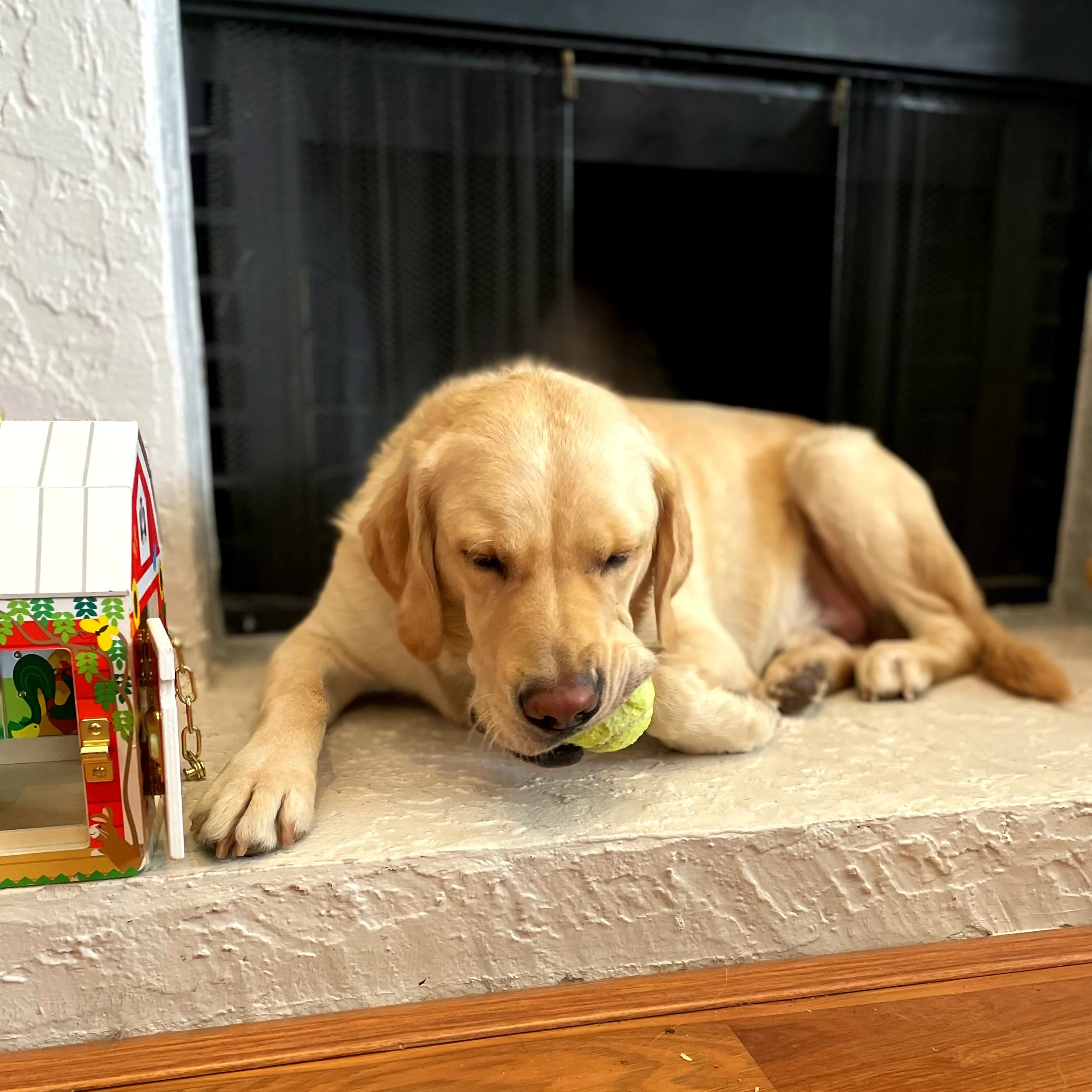 A light brown puppy lying on the floor, chewing a green tennis ball, near a textured white wall and a black cage or crate in the background.