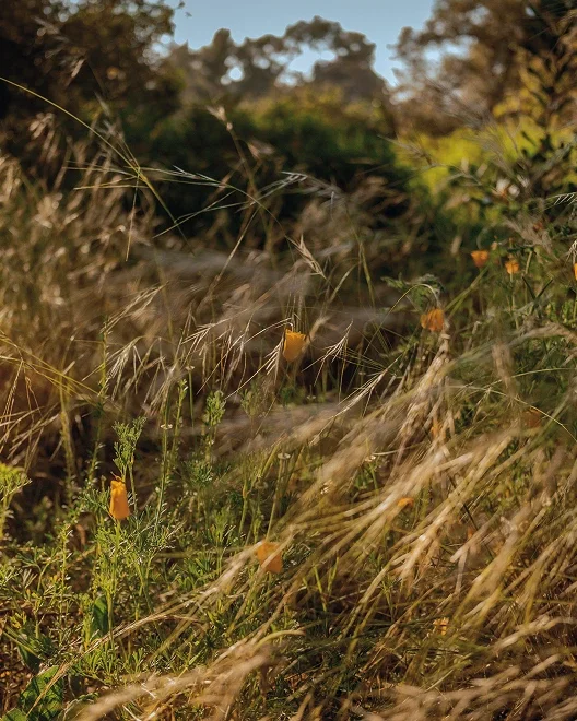 Tall grass and wildflowers swaying in a field with trees in the background, under a partly cloudy sky.