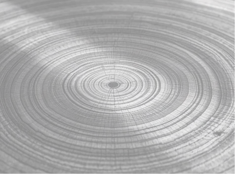 Close-up image of a tree stump's growth rings.