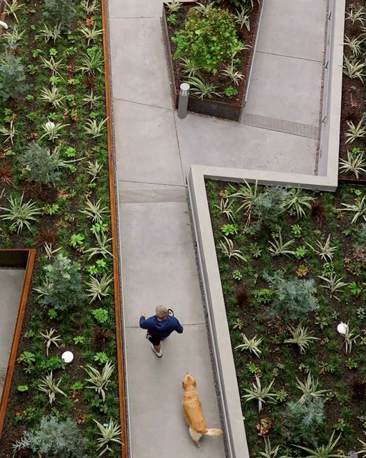 Bird's eye view of a person walking a golden retriever dog on a paved pathway surrounded by green stormwater management garden beds.
