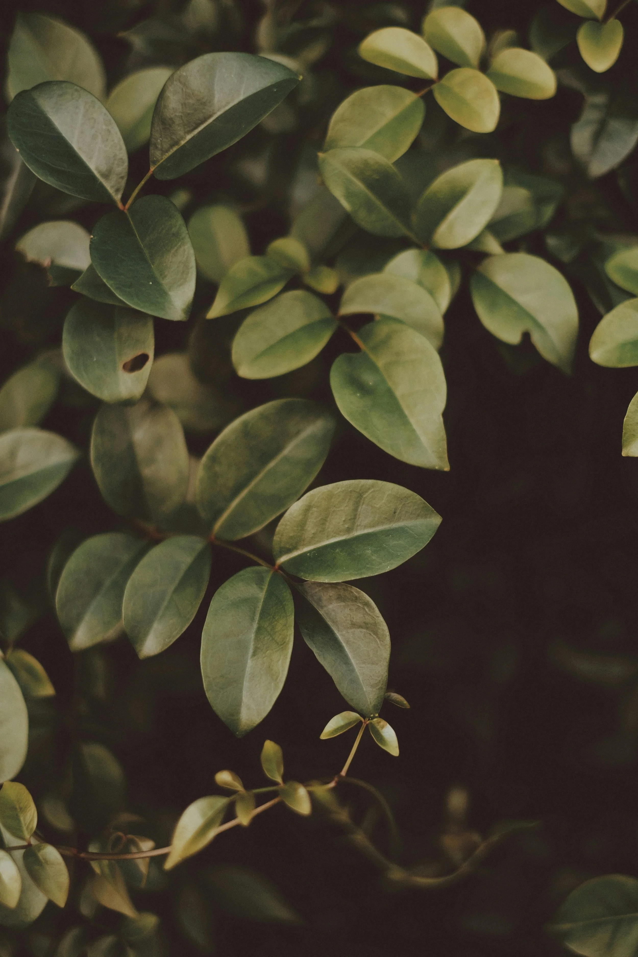 Close-up of green and variegated leaves from a plant, some with holes.