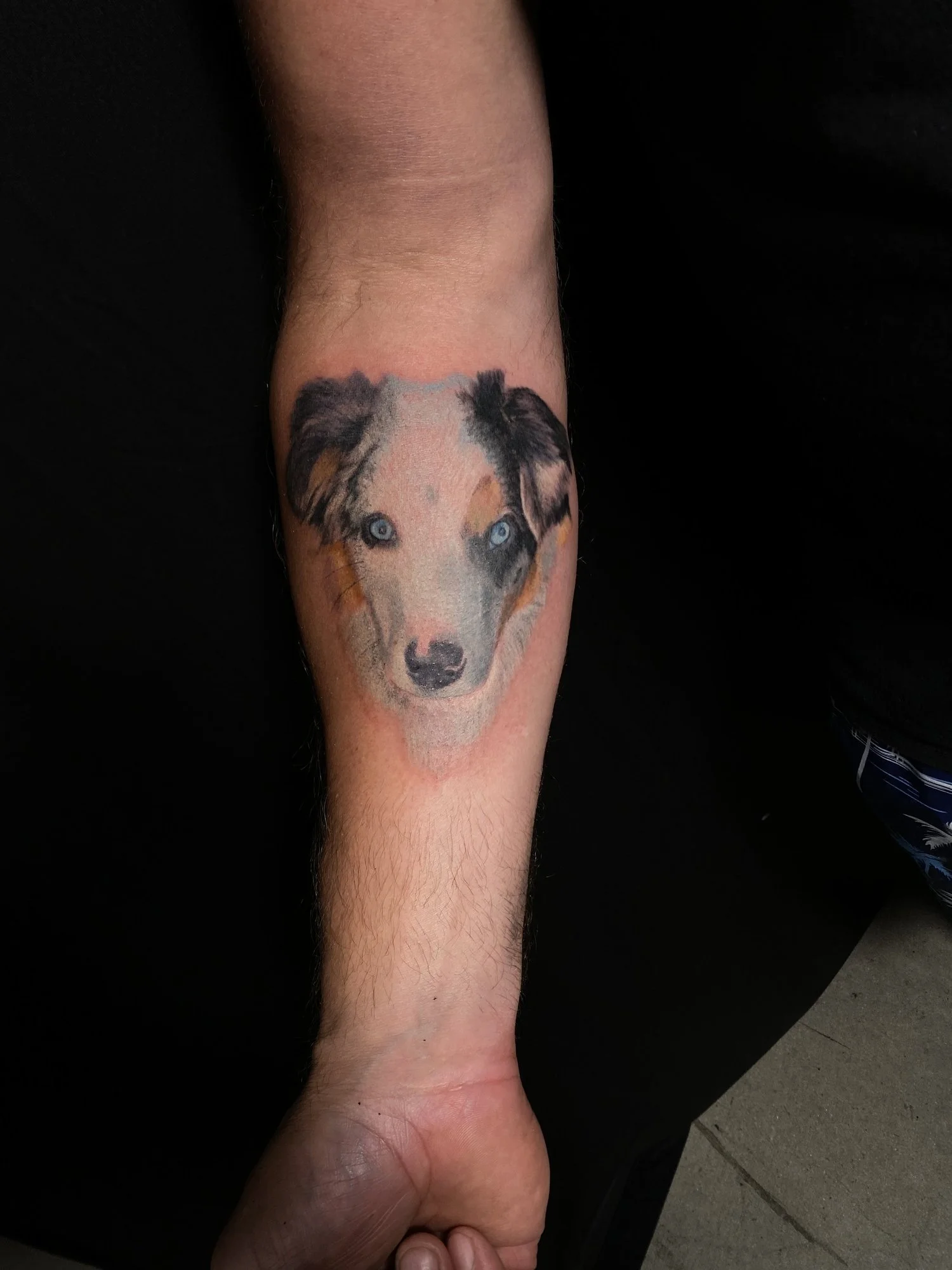 Color realism dog portrait tattoo on forearm by Esteban Tattoos in San Diego