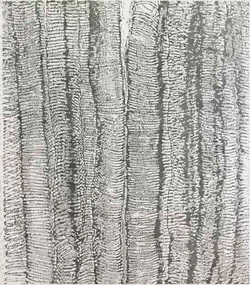  Stems , 2004, graphite on paper, 29 in x 25 in