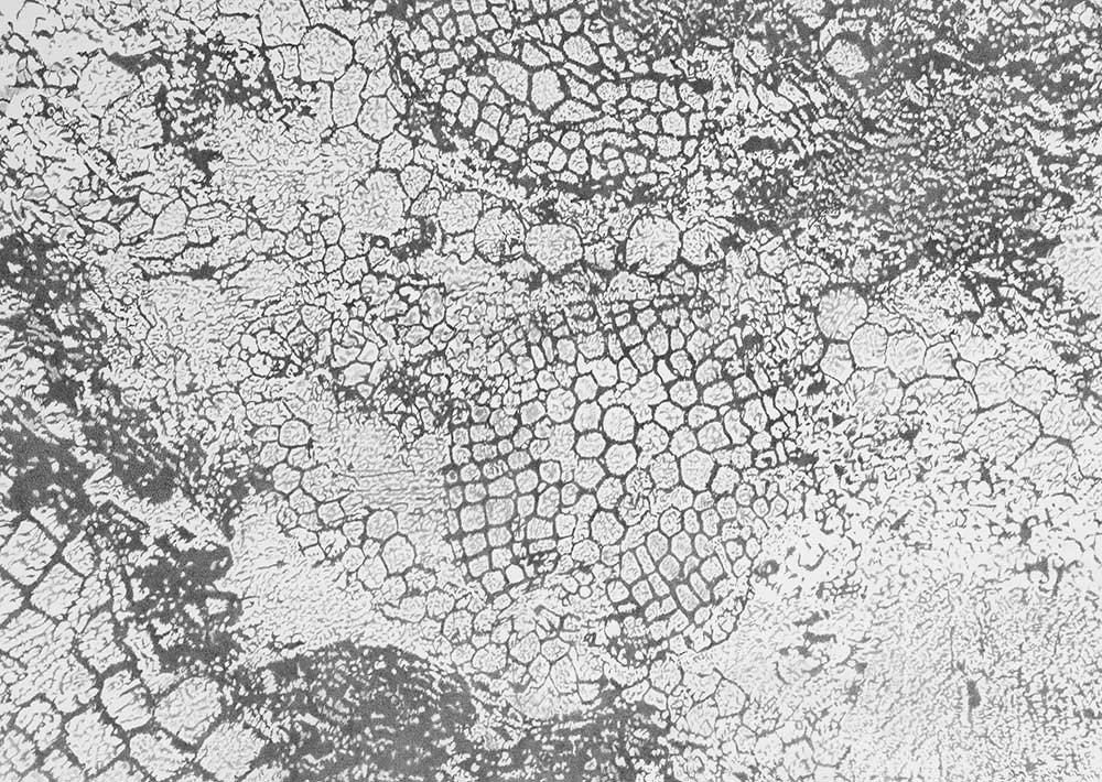 Internal Systems , 2005, graphite on paper, 24 in x 34 in