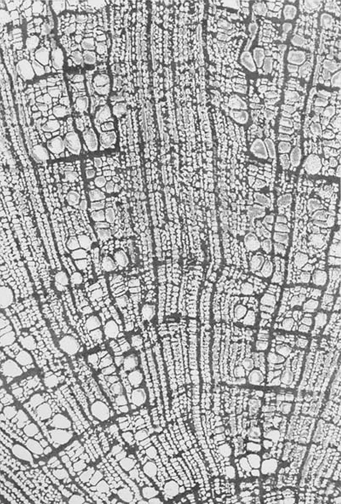  Cascade , 2004, graphite on paper, 34 in x23 in
