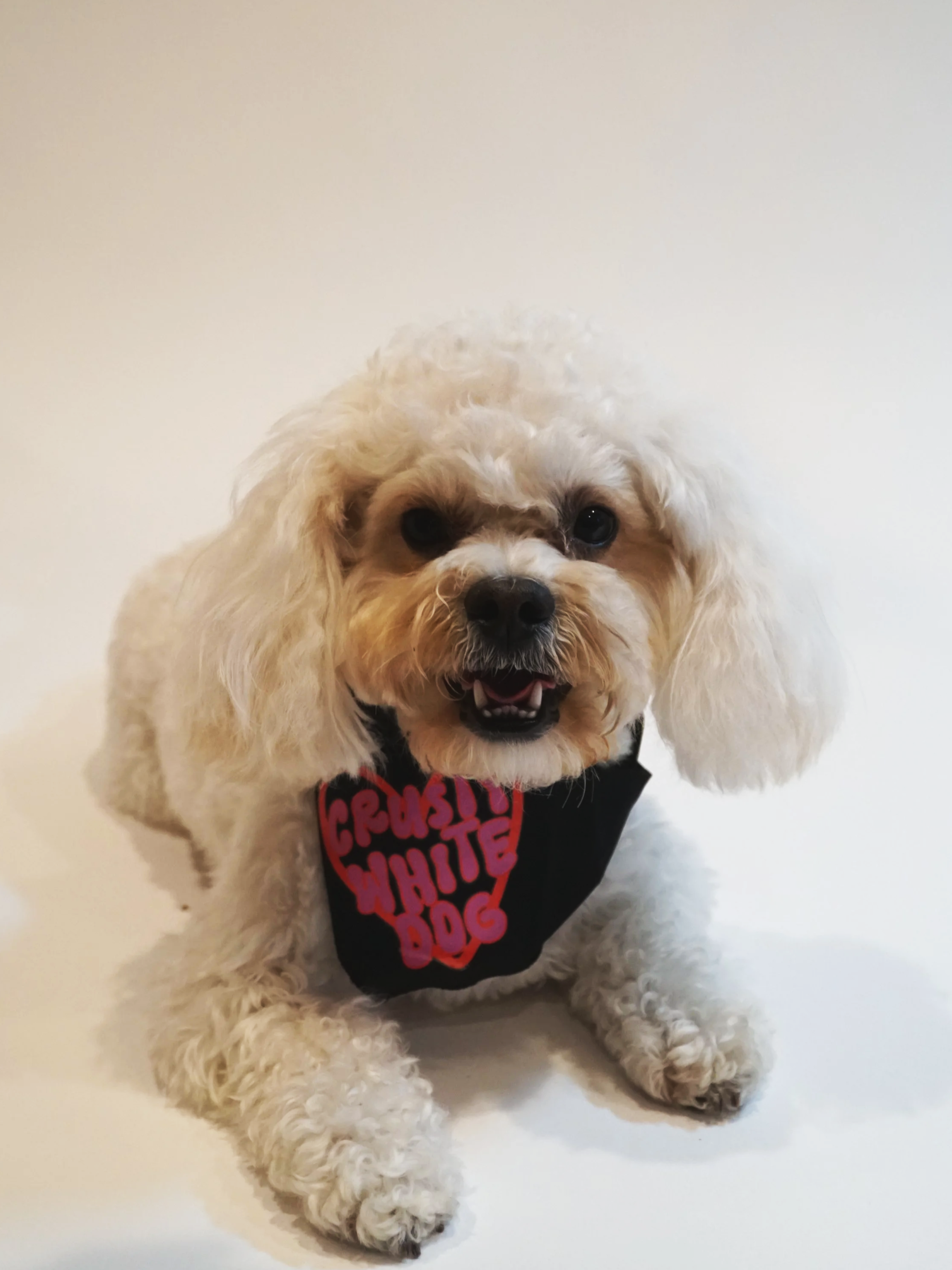 Crusty White Dog Bandana