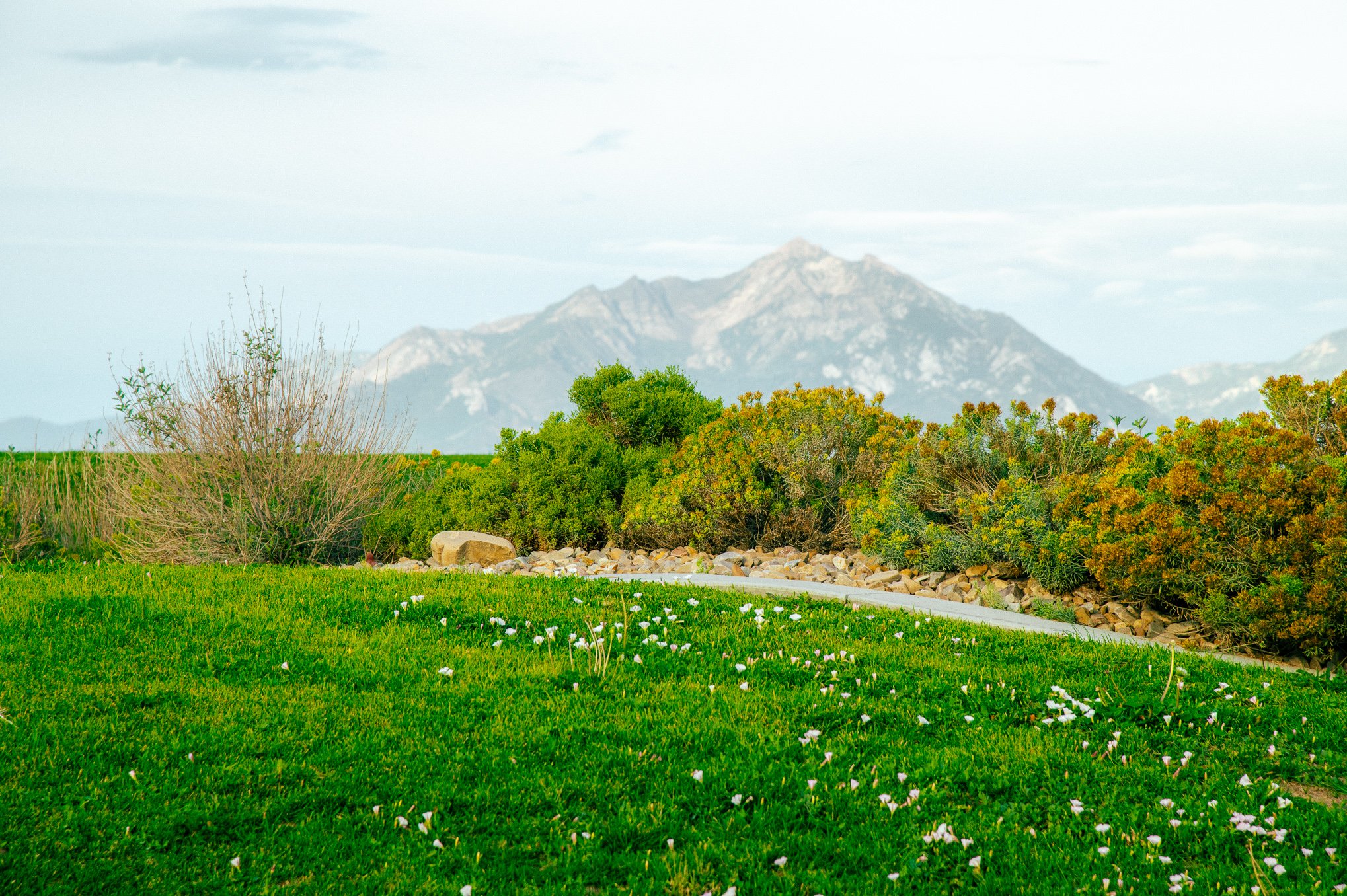 Open green field with wildflowers and a Wasatch mountain peak in the background at Bingham Creek Regional Park, a family portrait location in South Jordan, Utah, serving families in the Greater Salt Lake Valley.