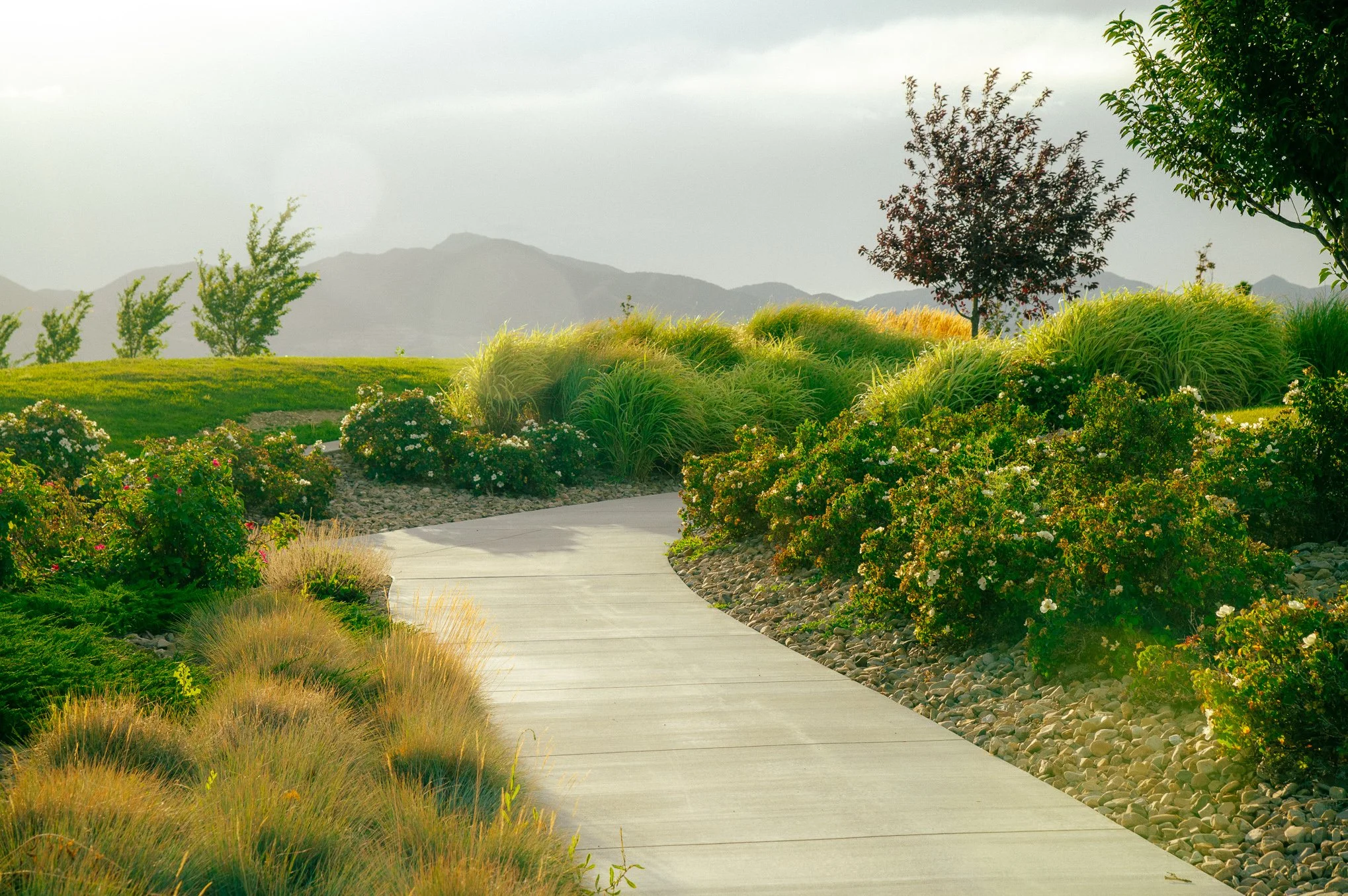 Winding path through ornamental grasses and rose bushes with the Oquirrh mountains behind it at Bingham Creek Regional Park, a family portrait location in South Jordan, Utah, serving families in the Greater Salt Lake Valley.