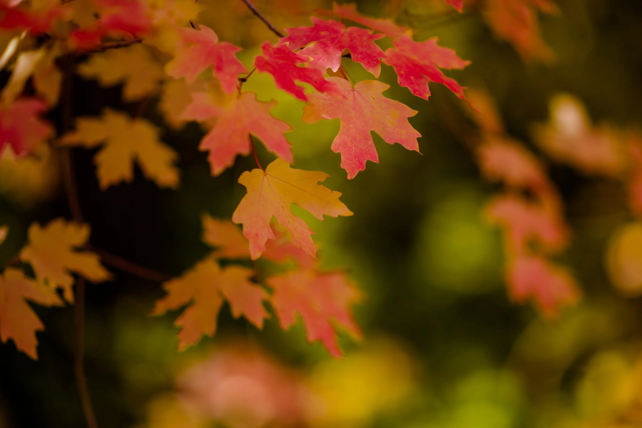 Close-up of colorful autumn leaves in shades of red, orange, yellow, and green on a tree branch.