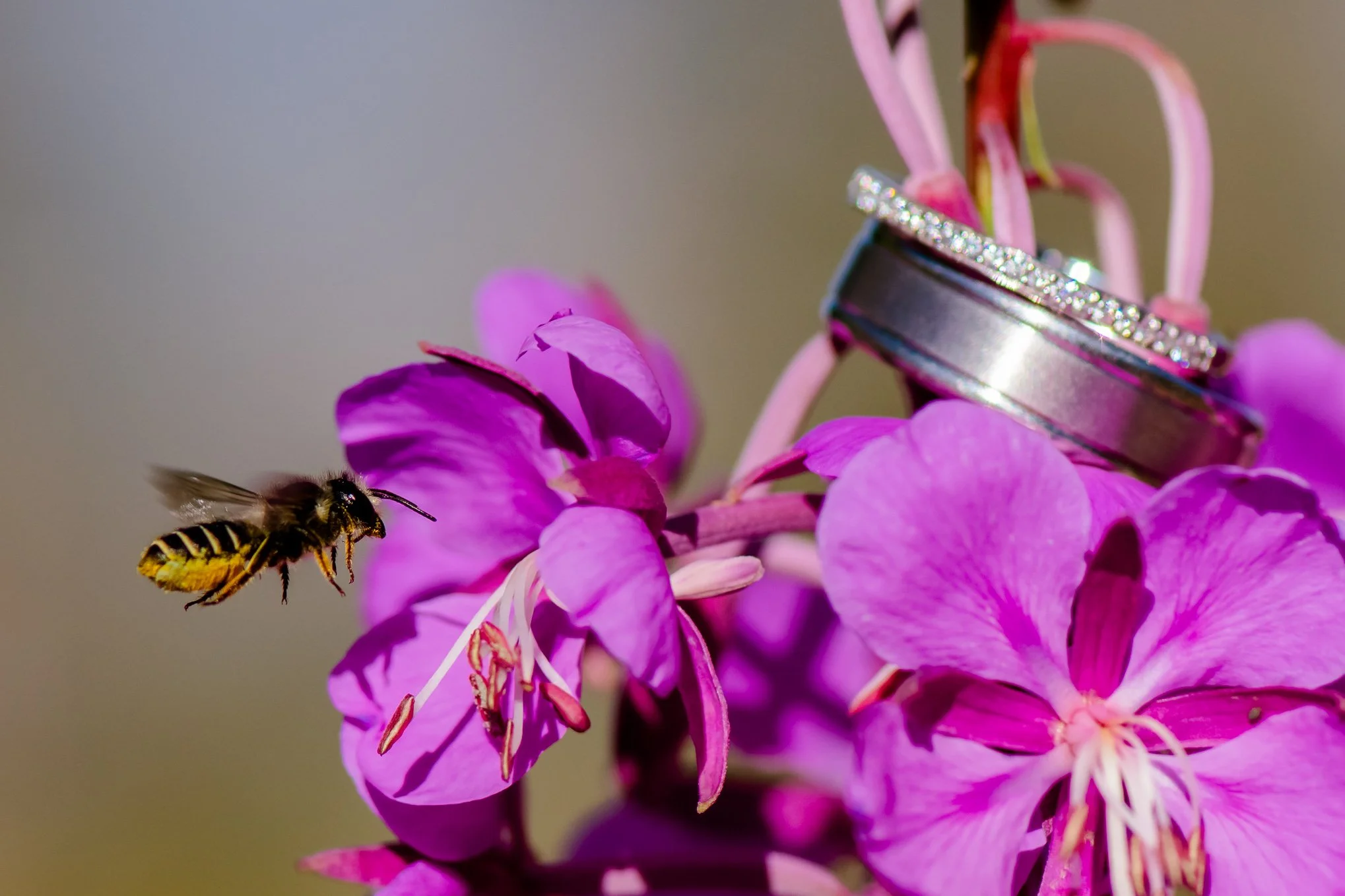 Wedding rings at Snowbasin with wildflowers and a bee