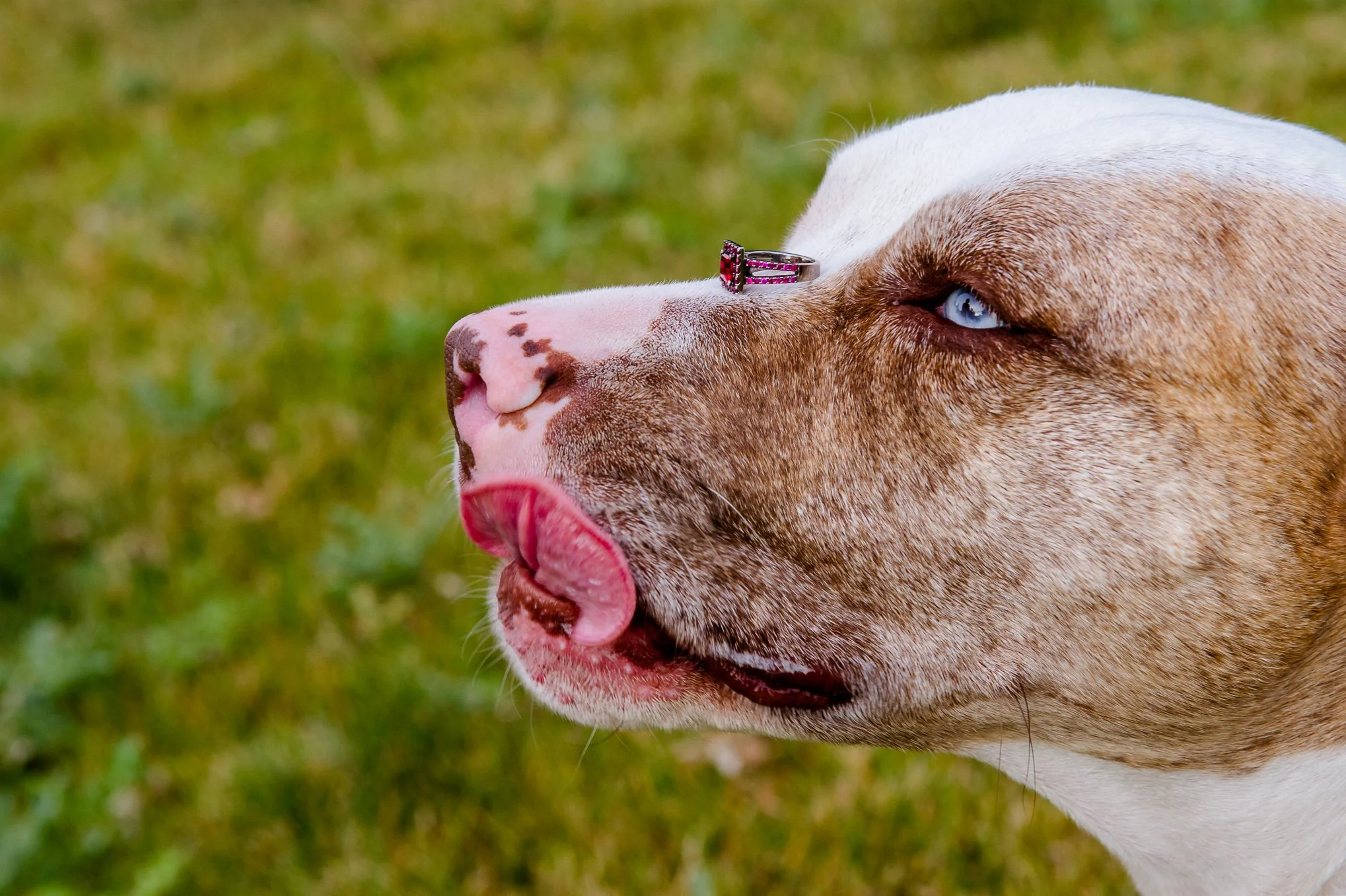 Engagement ring balanced on a dog's nose in a grassy Utah backyard, a playful detail shot from an engagement session.