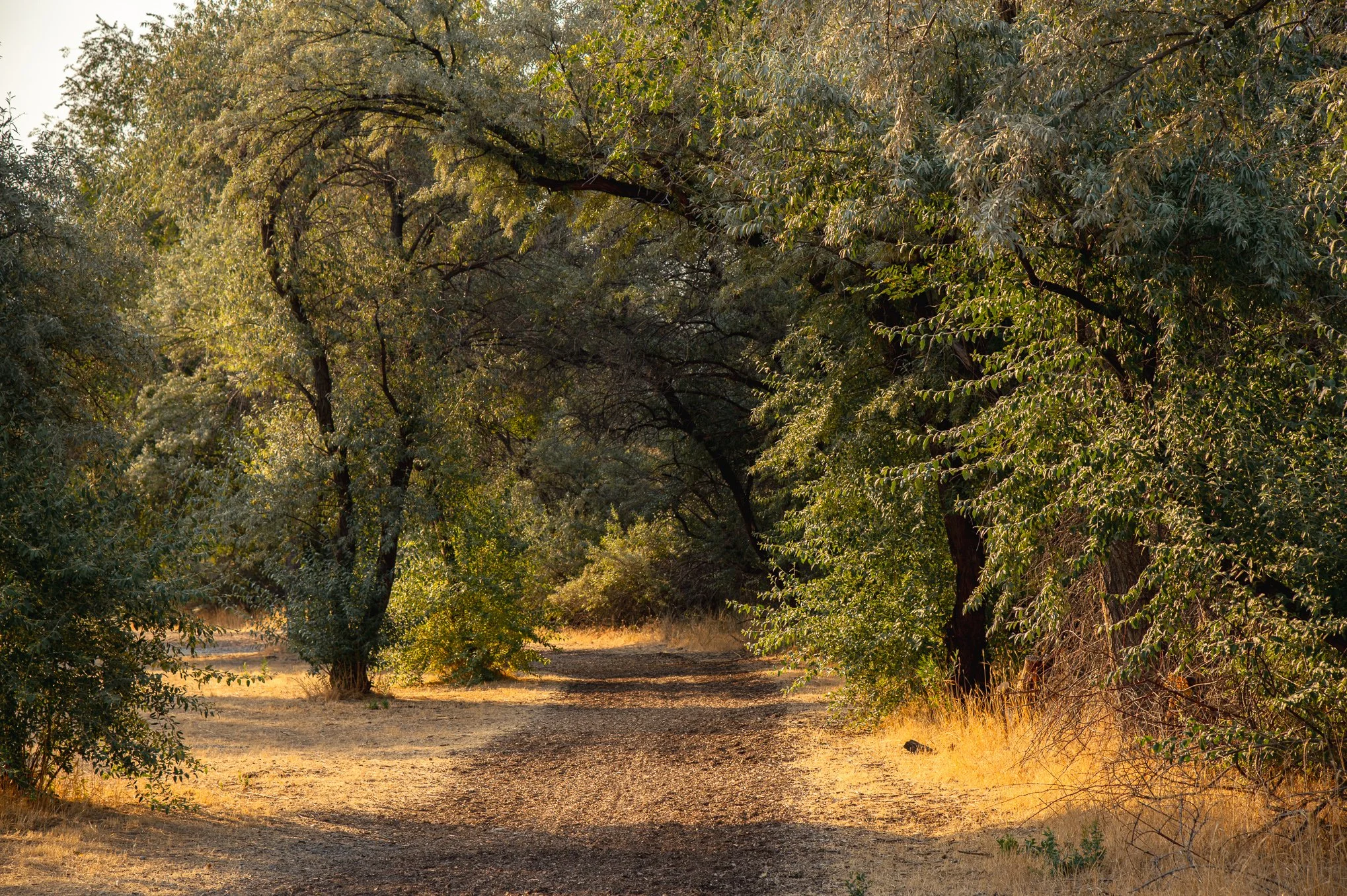 A shaded dirt path through olive trees at Shields Lane Park in South Jordan, Utah