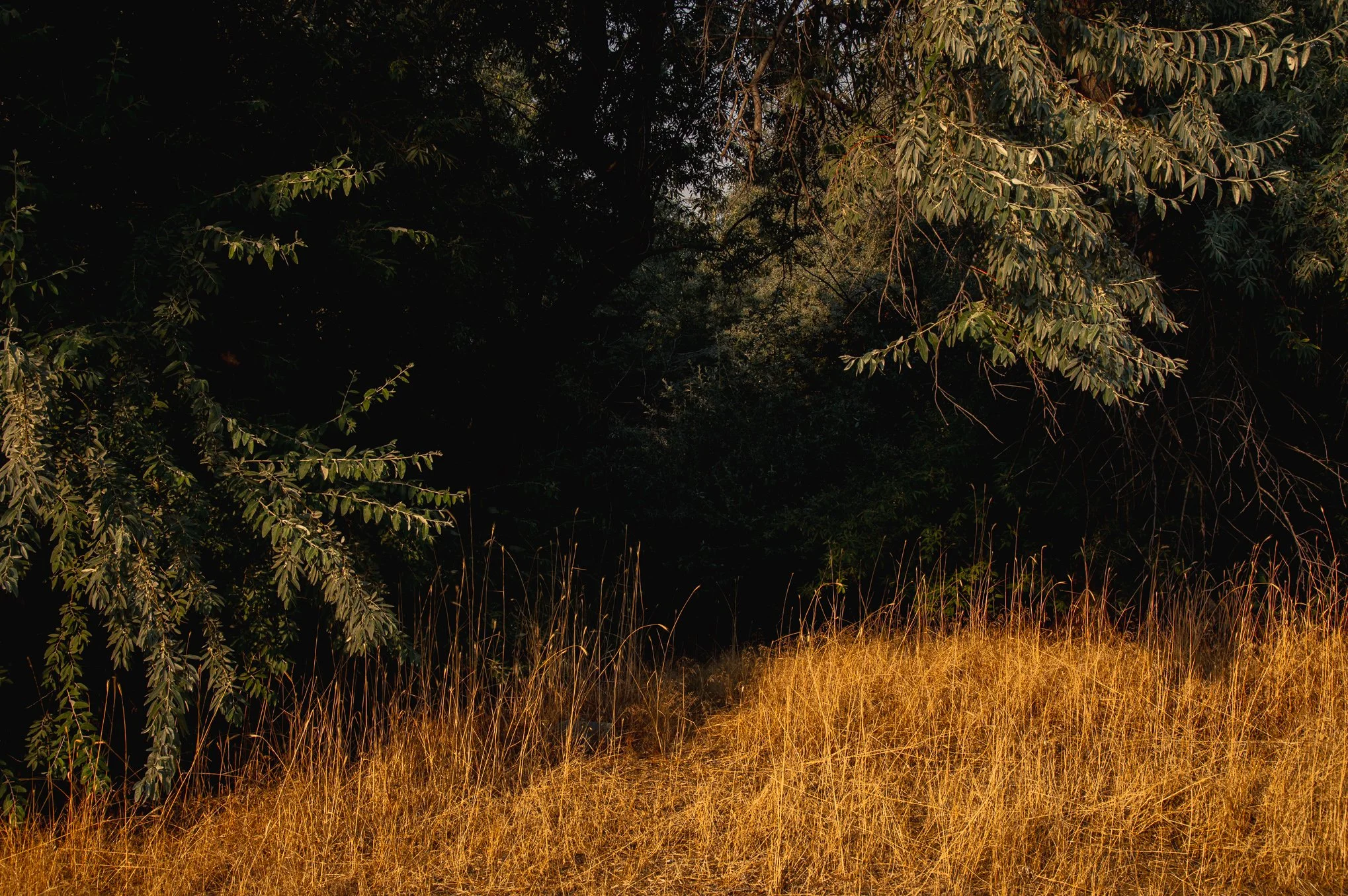 Golden light across tall grass at the edge of the tree line at Shields Lane Park in South Jordan, Utah.
