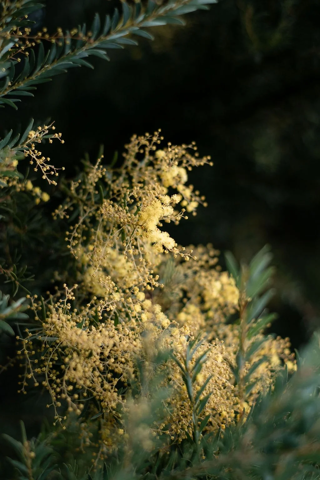 Close-up of yellow flowering plant with small flowers and green leaves against a dark background.