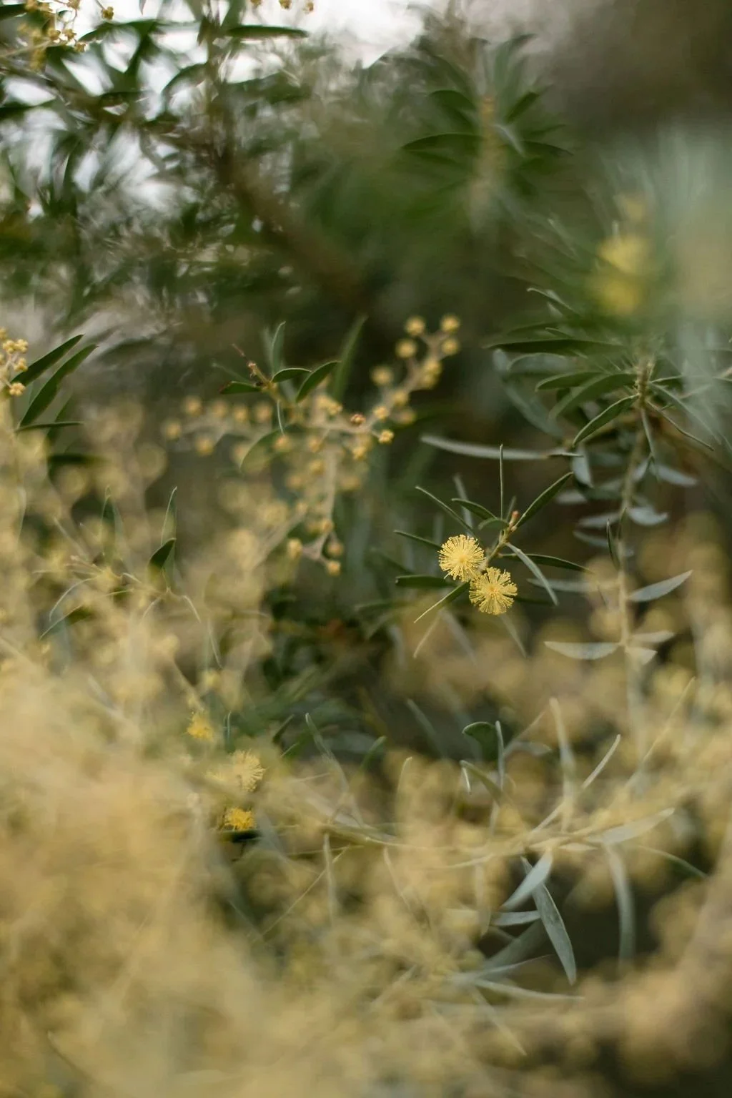 Close-up of green leaves and small yellow flowers on a bush or tree.