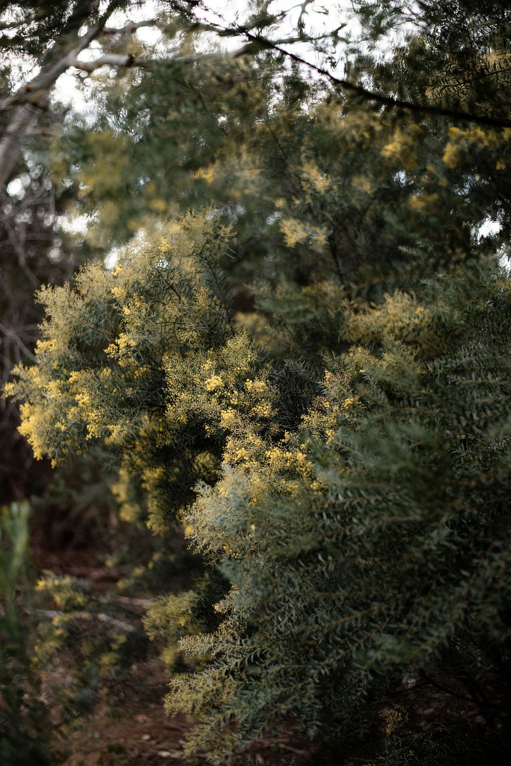 Close-up of dense, green pine branches with small yellow flowers or pollen patches.