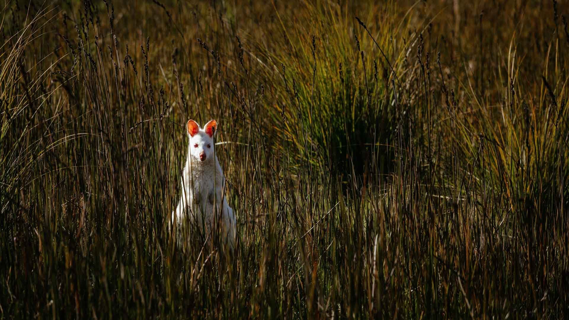A rare Albino Wallaby from Bruny Island