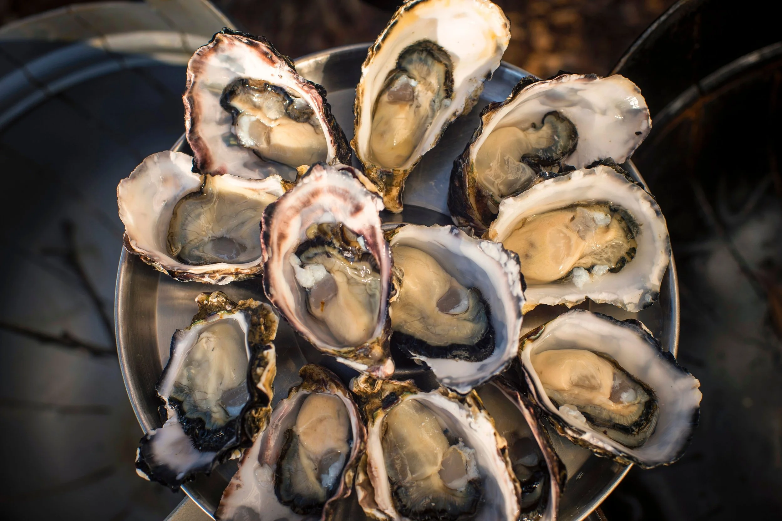 Tasmanian Oysters