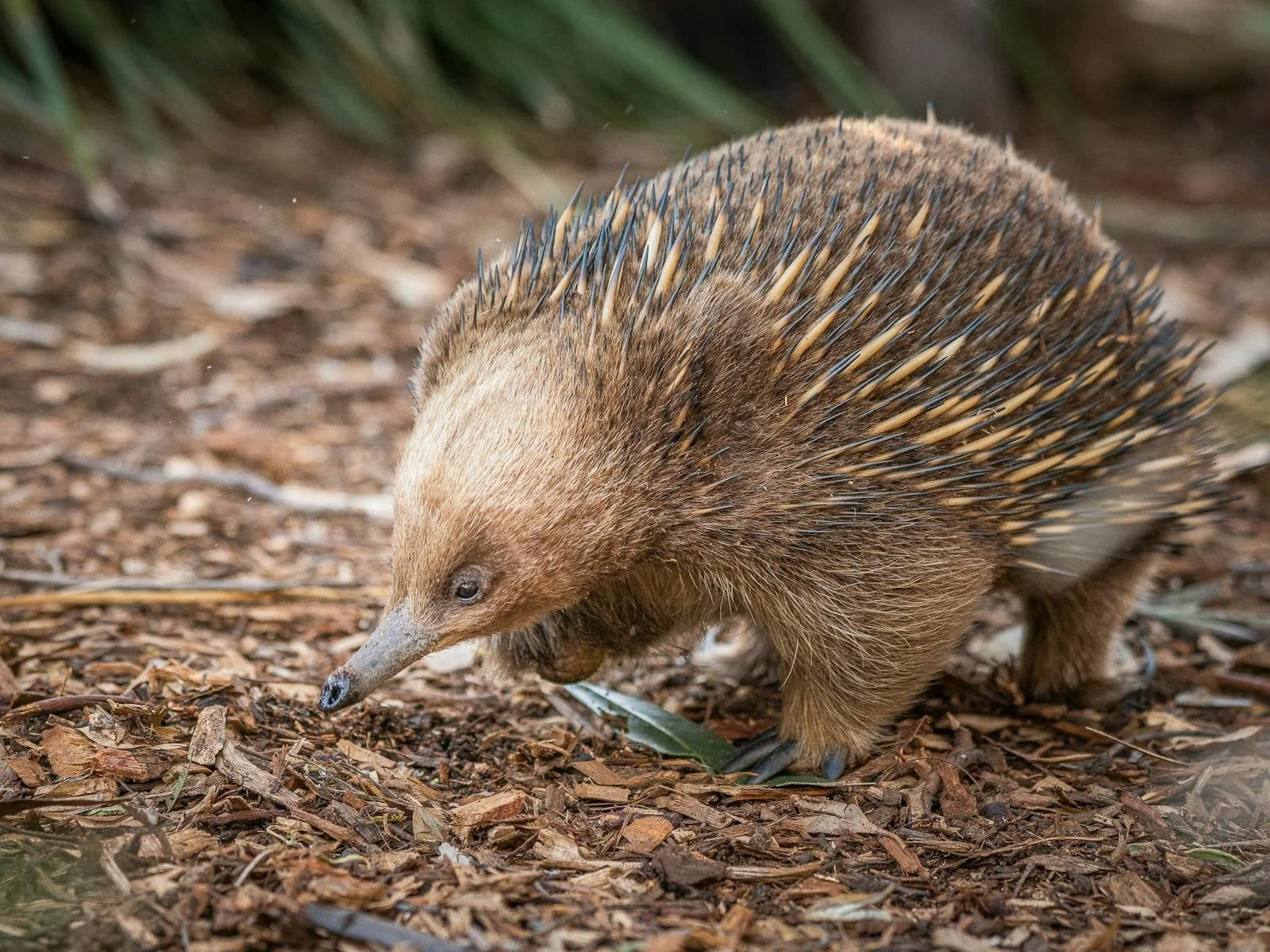 A Tasmanian Echidna
