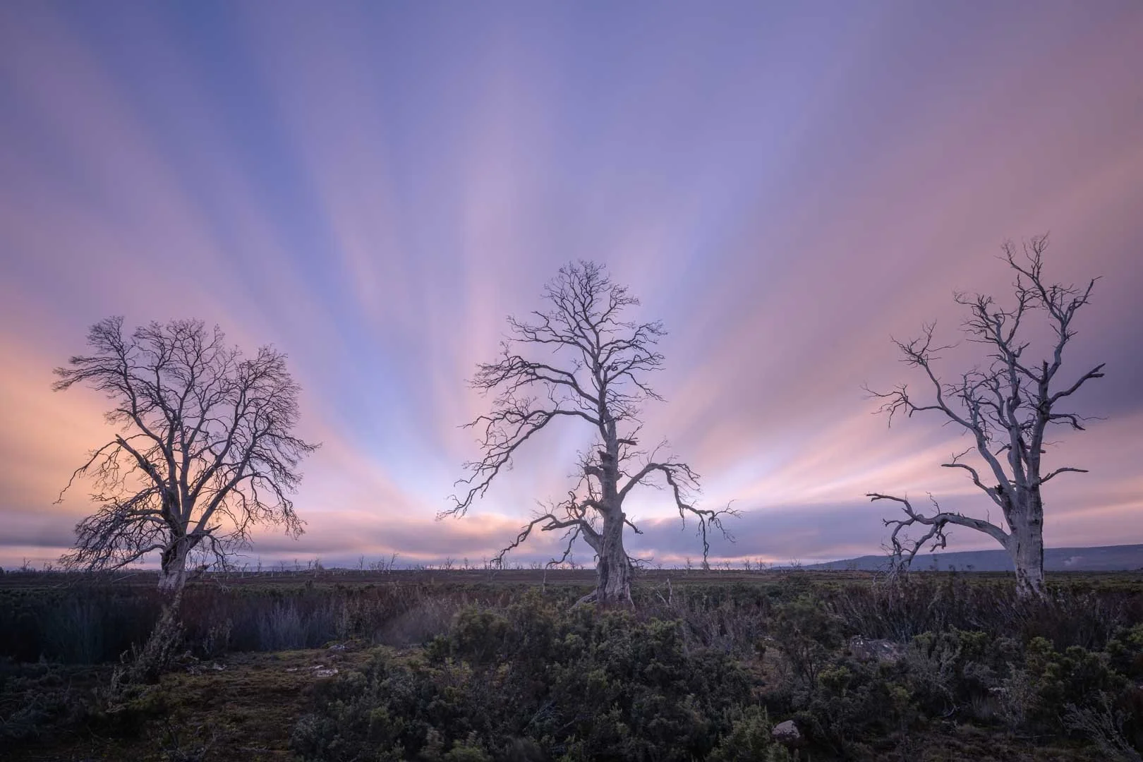 A long exposure of a sunset over Tasmania's Cider Gums