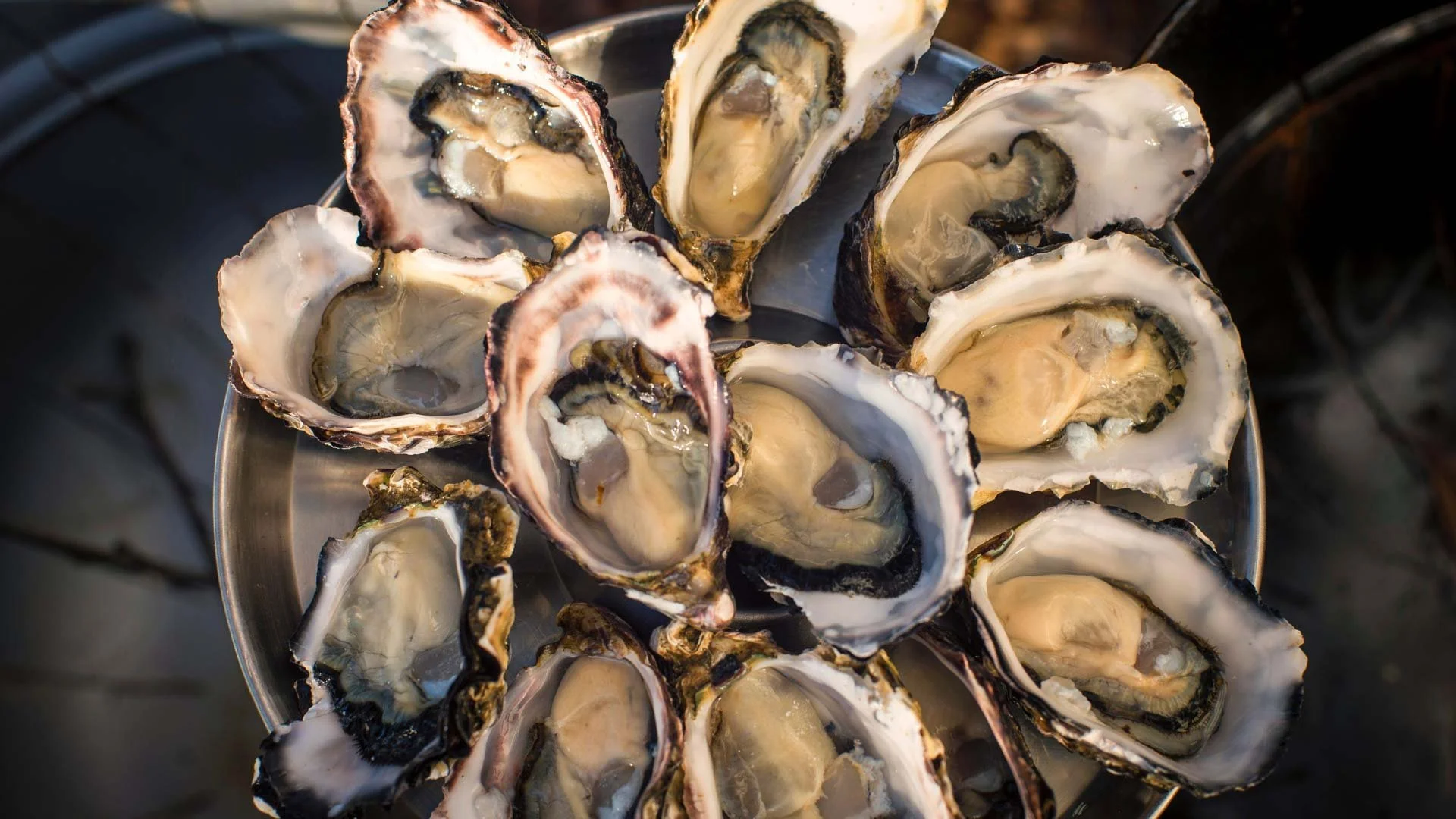 Oysters being shucked at Get Shucked, Bruny Island