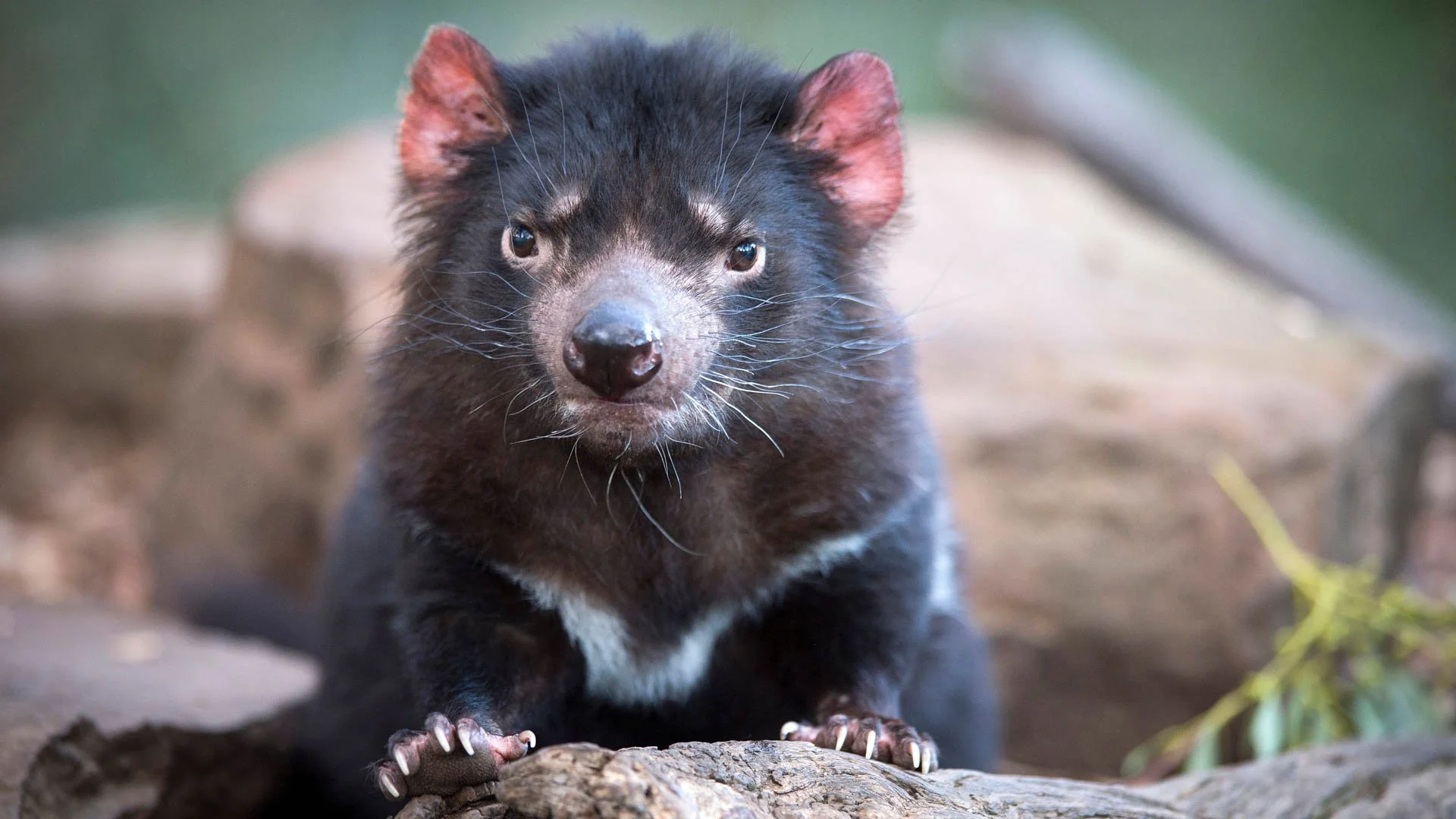 The Tasmanian Devil
