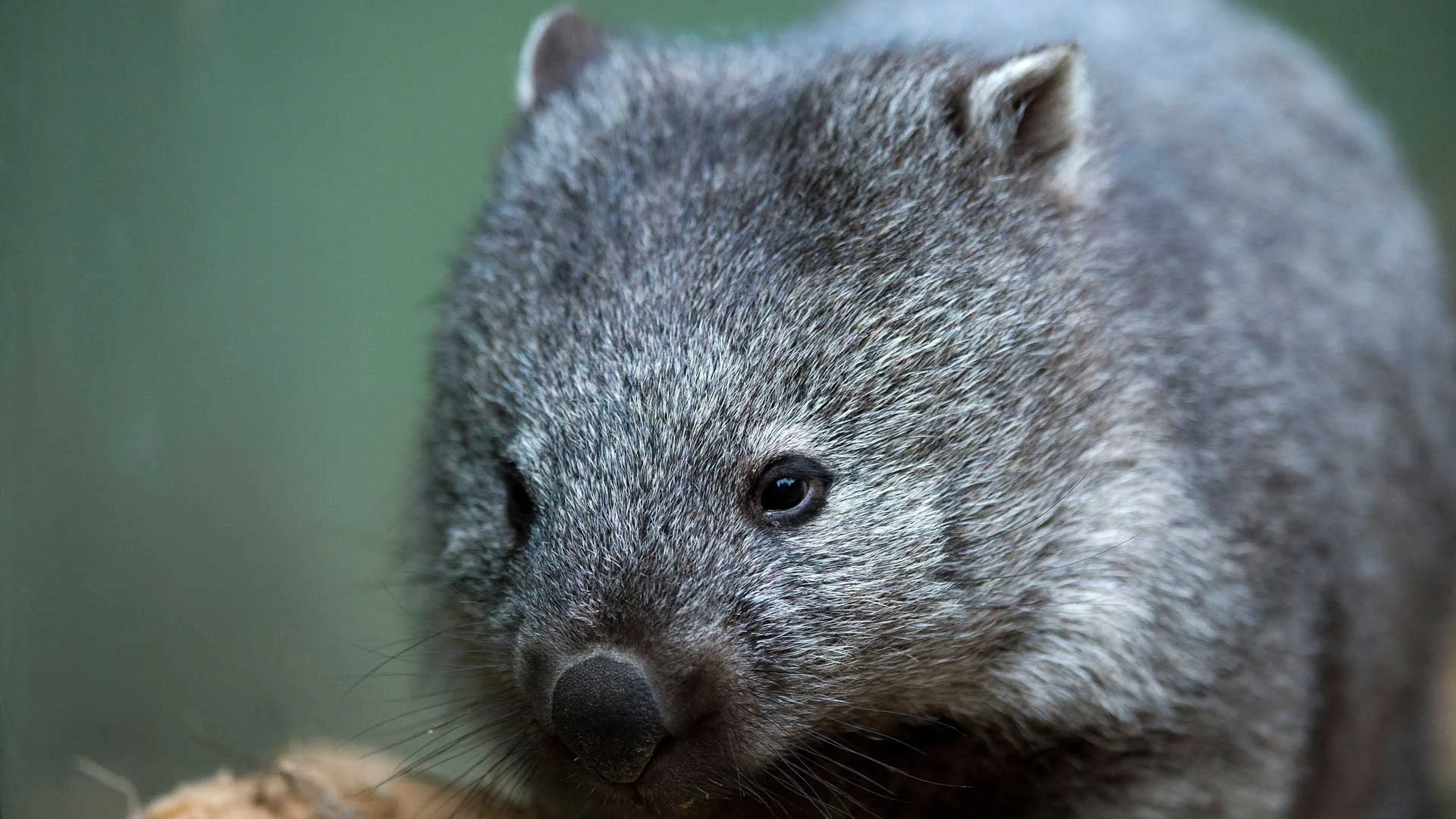 A Tasmanian Wombat