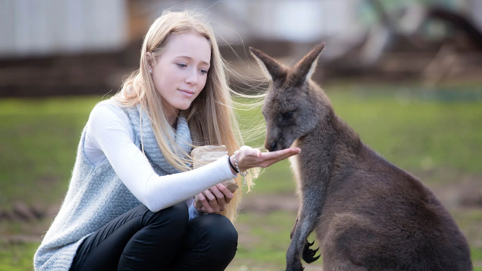A lady feeding the Wallabies at Bonorong Wildlife Park