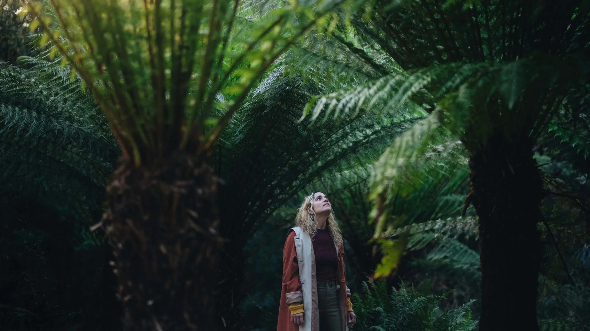A person looking at giant manferns in Mt Field National Park, Tasmania