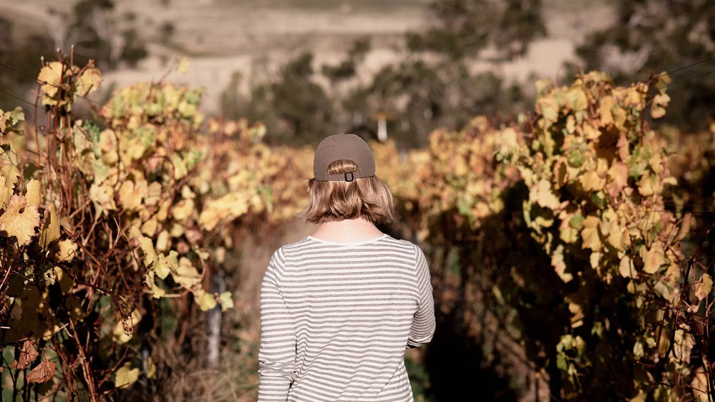 A person walking amongst the vines at Stargazer Wines, Tasmania