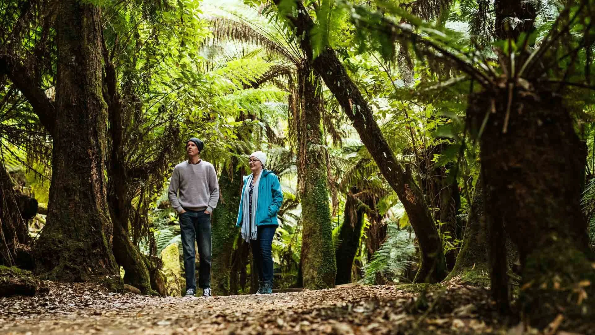 @ people enjoying a forest walk in Mt Field National Park, Tasmania